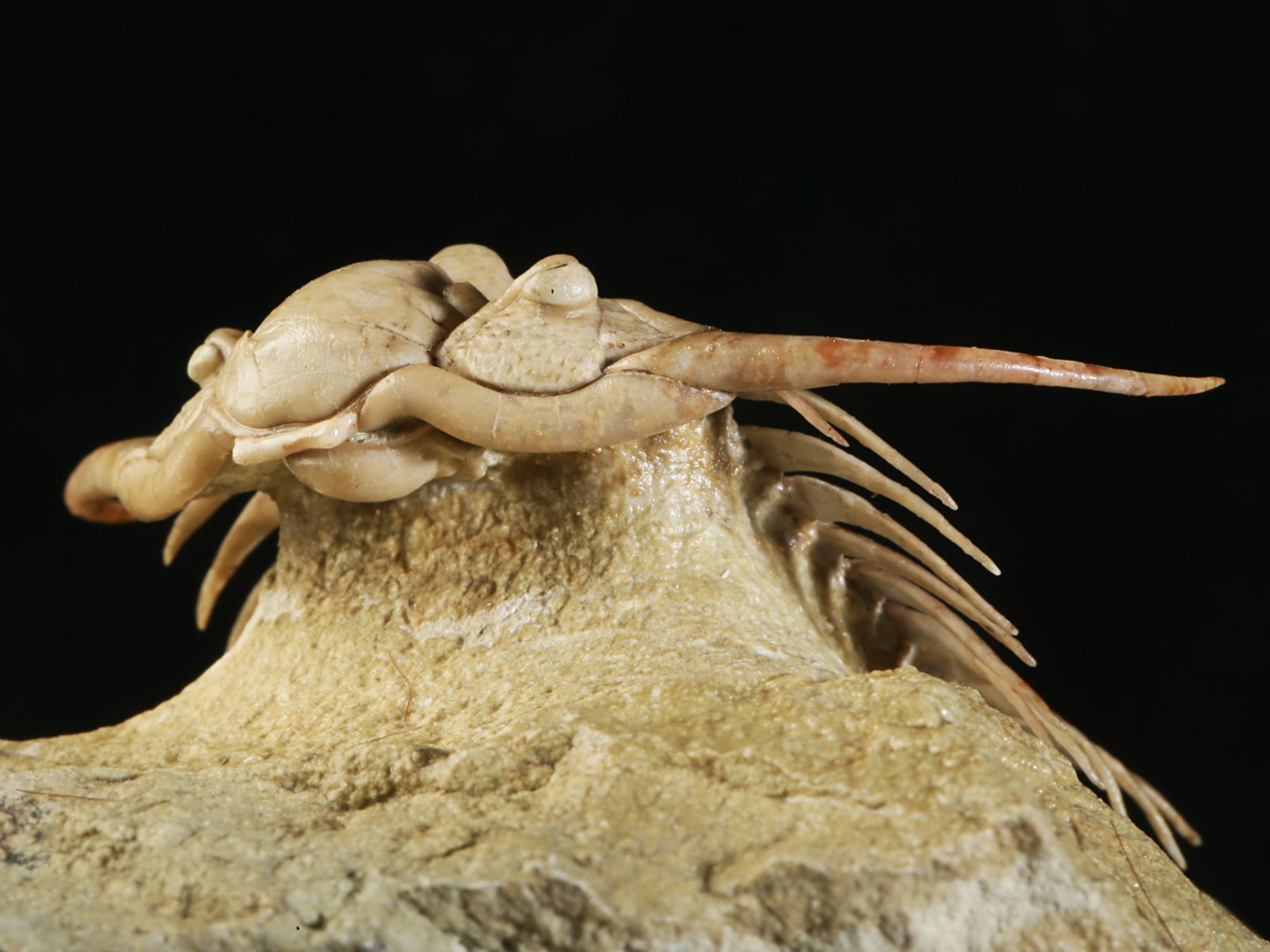 ch 10901 14 Paraceraurus sp. - undiscribed new species. - Image 15