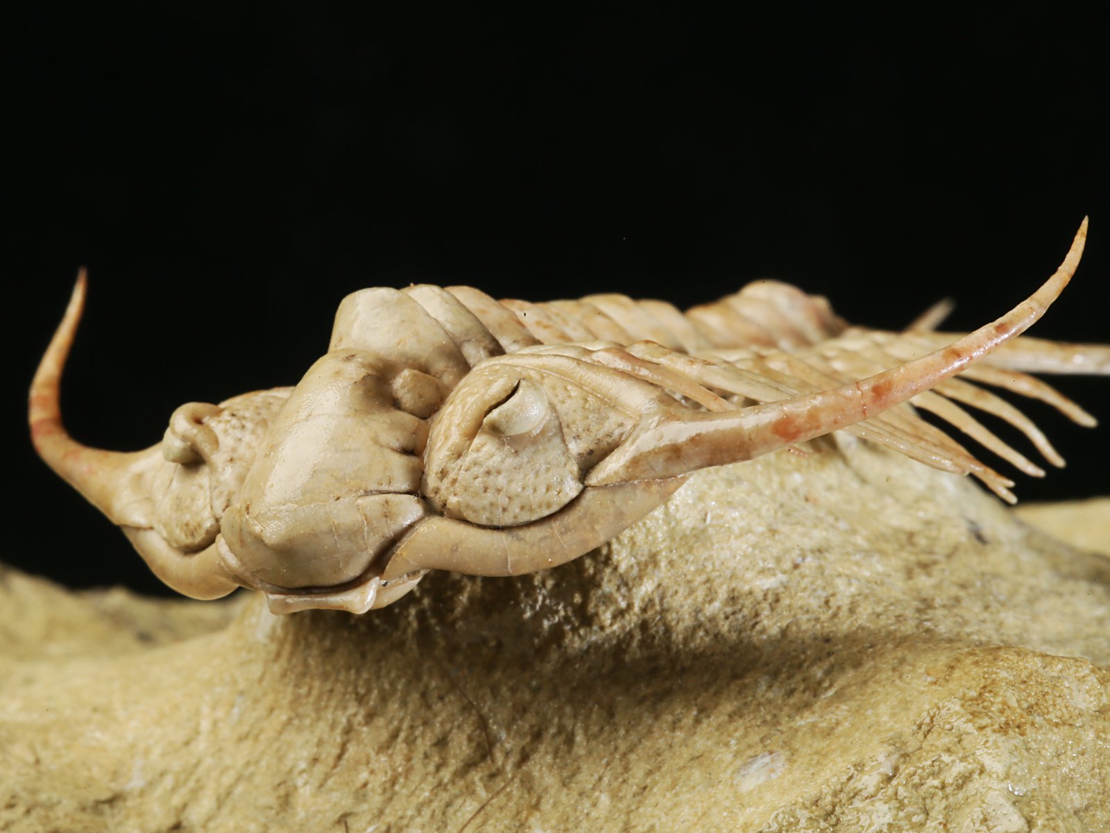 ch 10901 15 Paraceraurus sp. - undiscribed new species. - Image 16