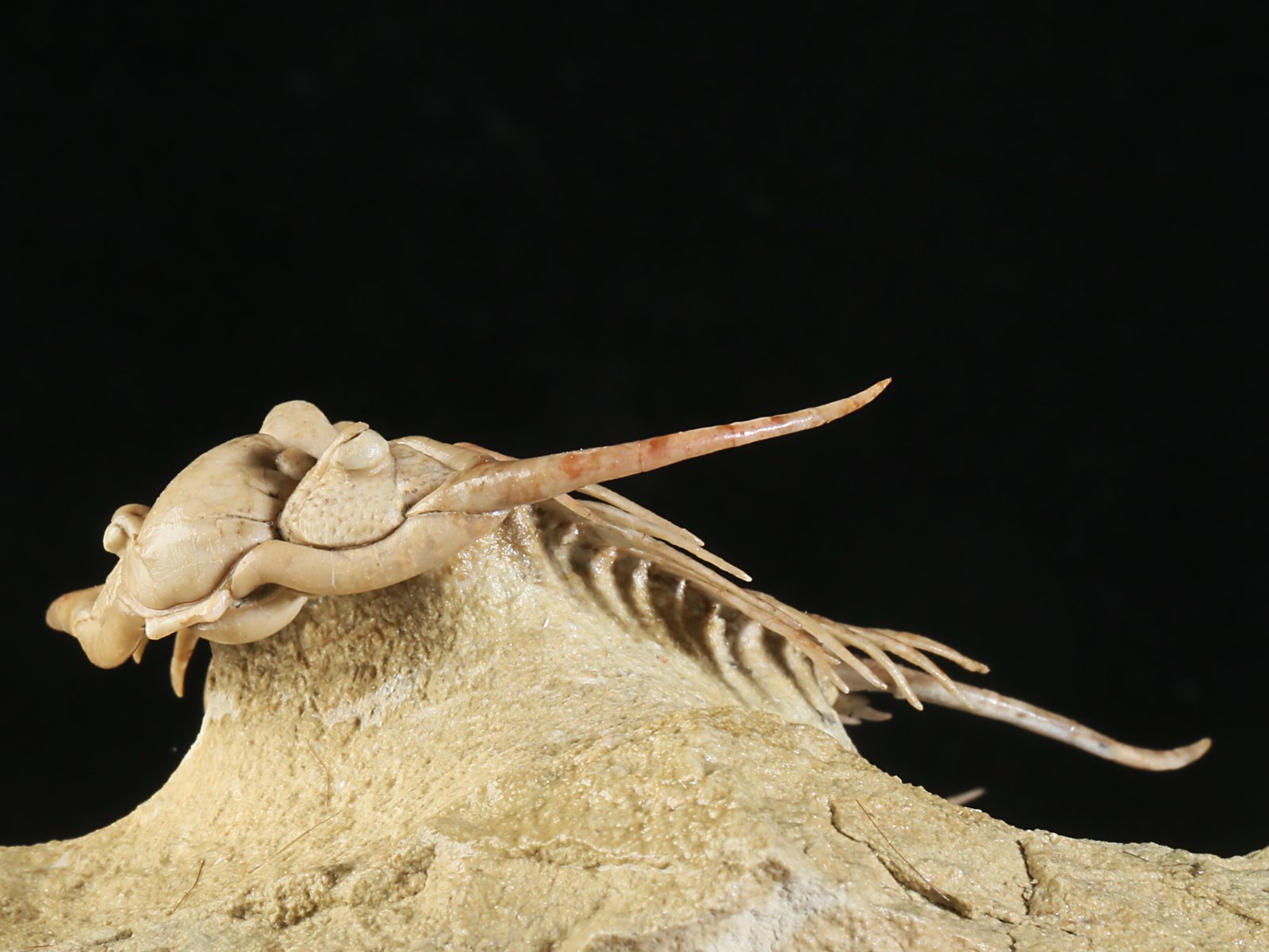 ch 10901 16 Paraceraurus sp. - undiscribed new species. - Image 17