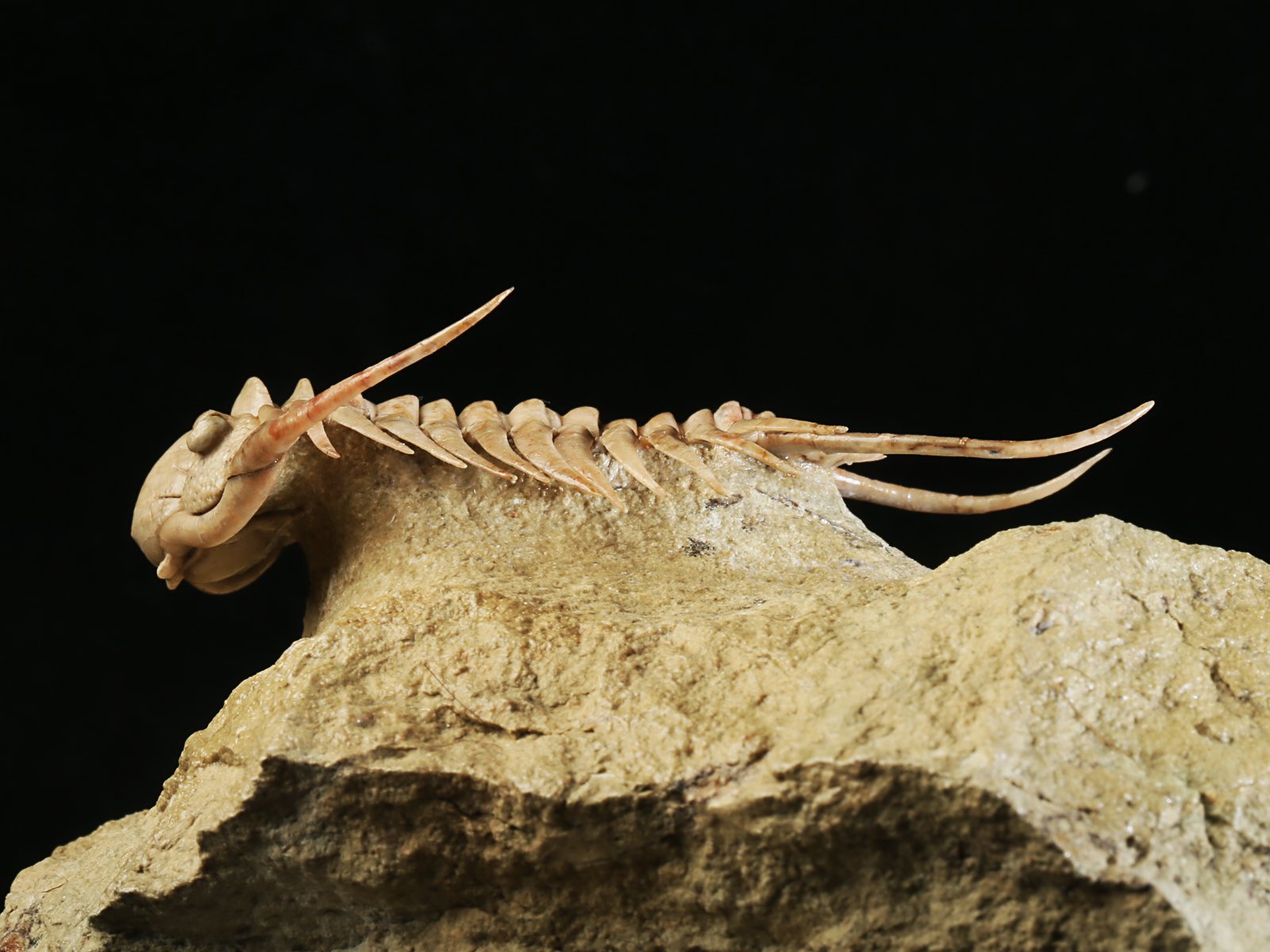 ch 10901 17 Paraceraurus sp. - undiscribed new species. - Image 18