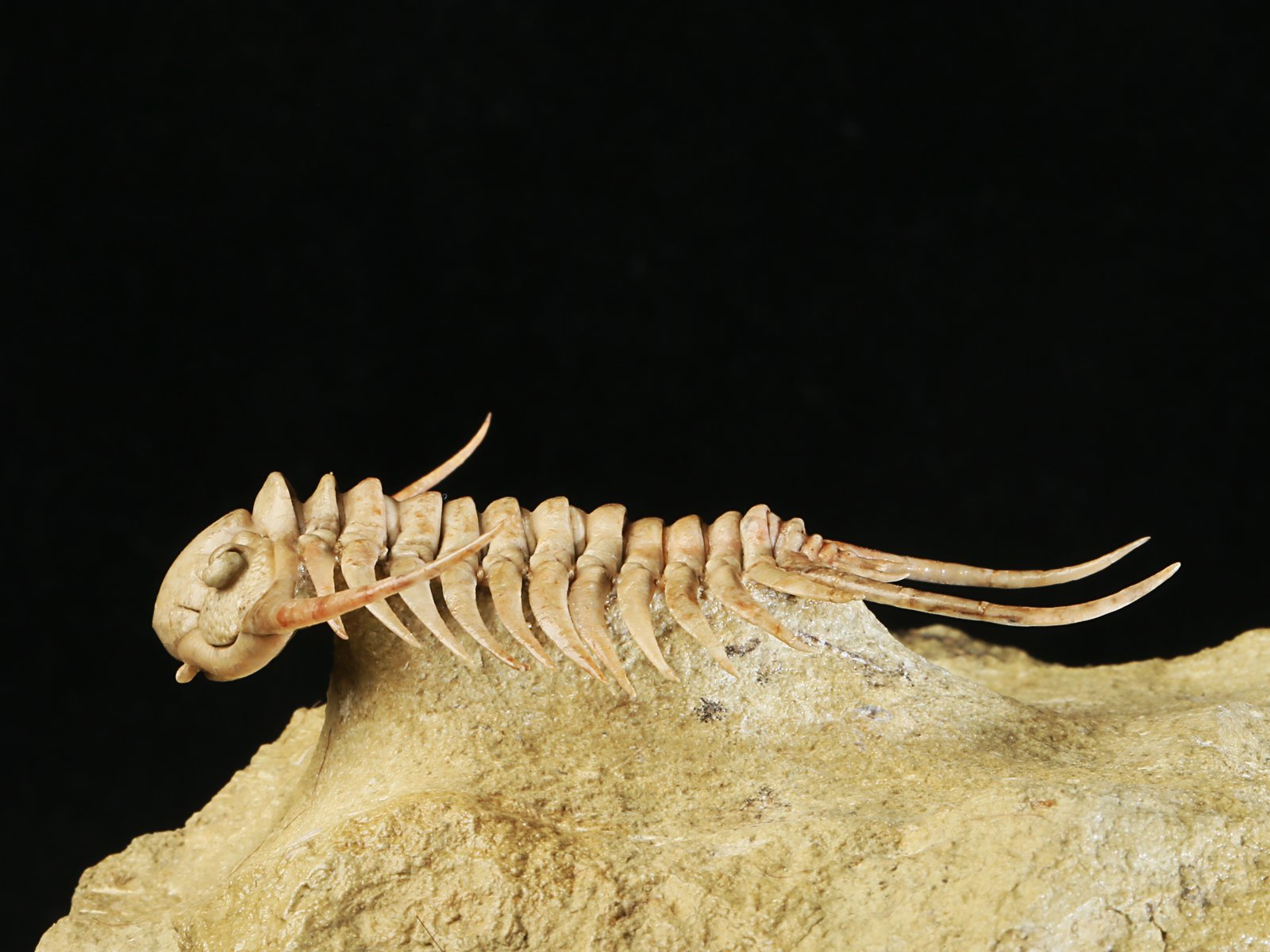 ch 10901 18 Paraceraurus sp. - undiscribed new species. - Image 19