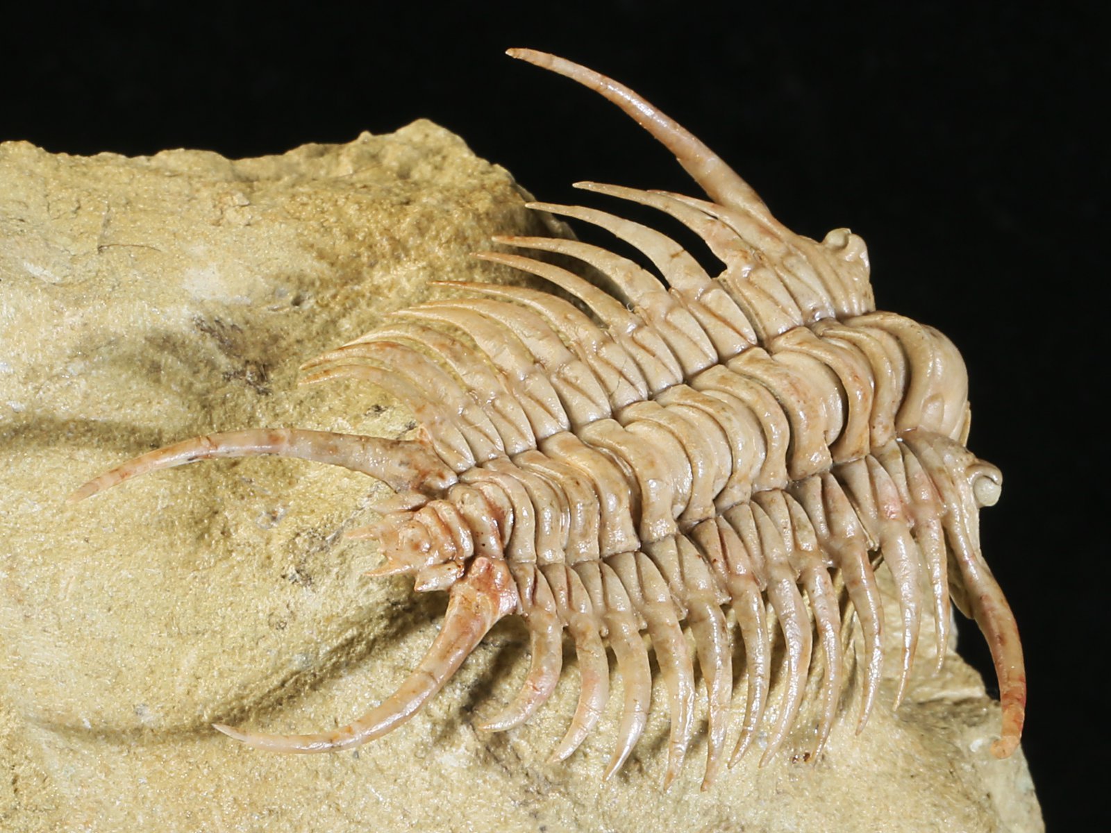 ch 10901 19 Paraceraurus sp. - undiscribed new species. - Image 20