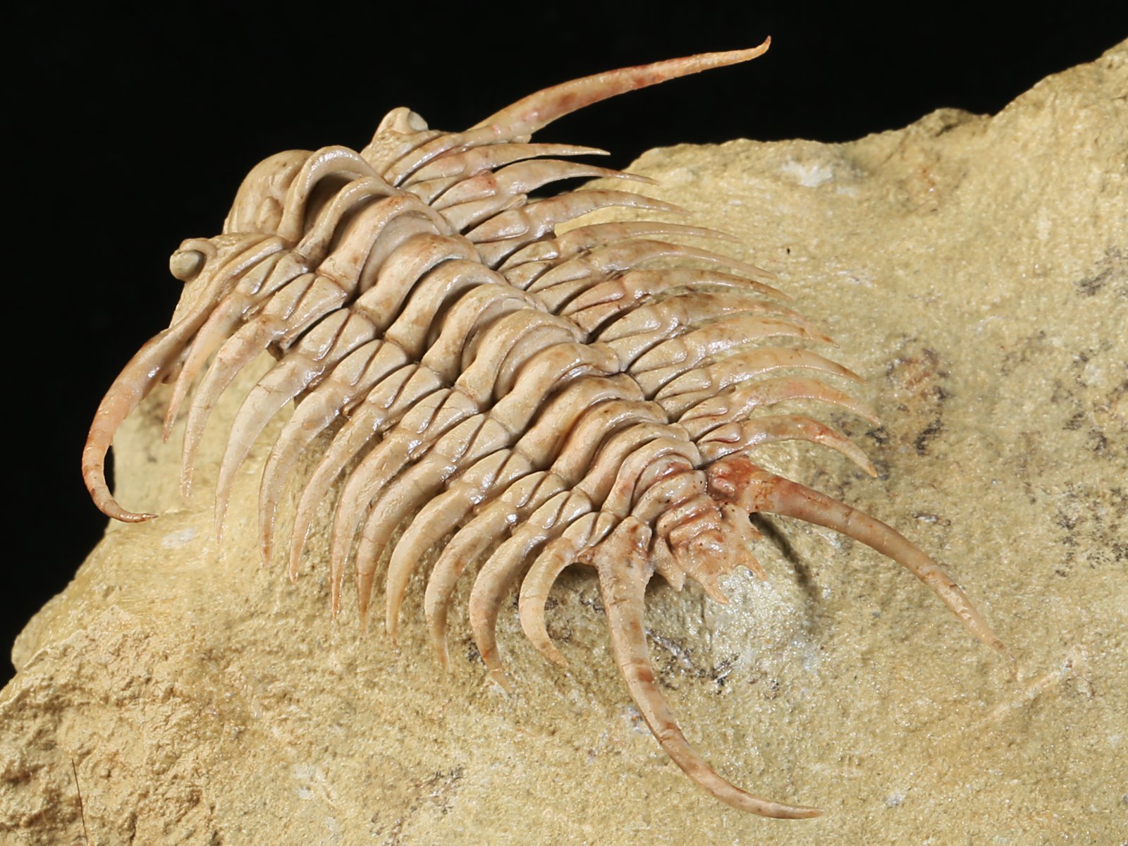 ch 10901 20 Paraceraurus sp. - undiscribed new species. - Image 21