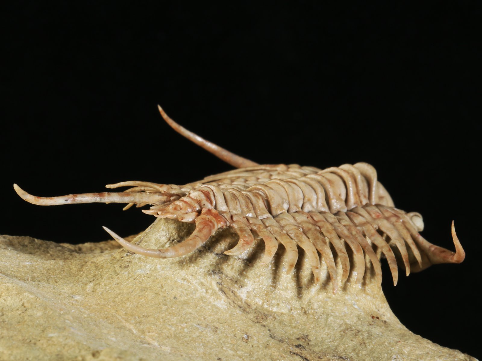 ch 10901 21 Paraceraurus sp. - undiscribed new species. - Image 22