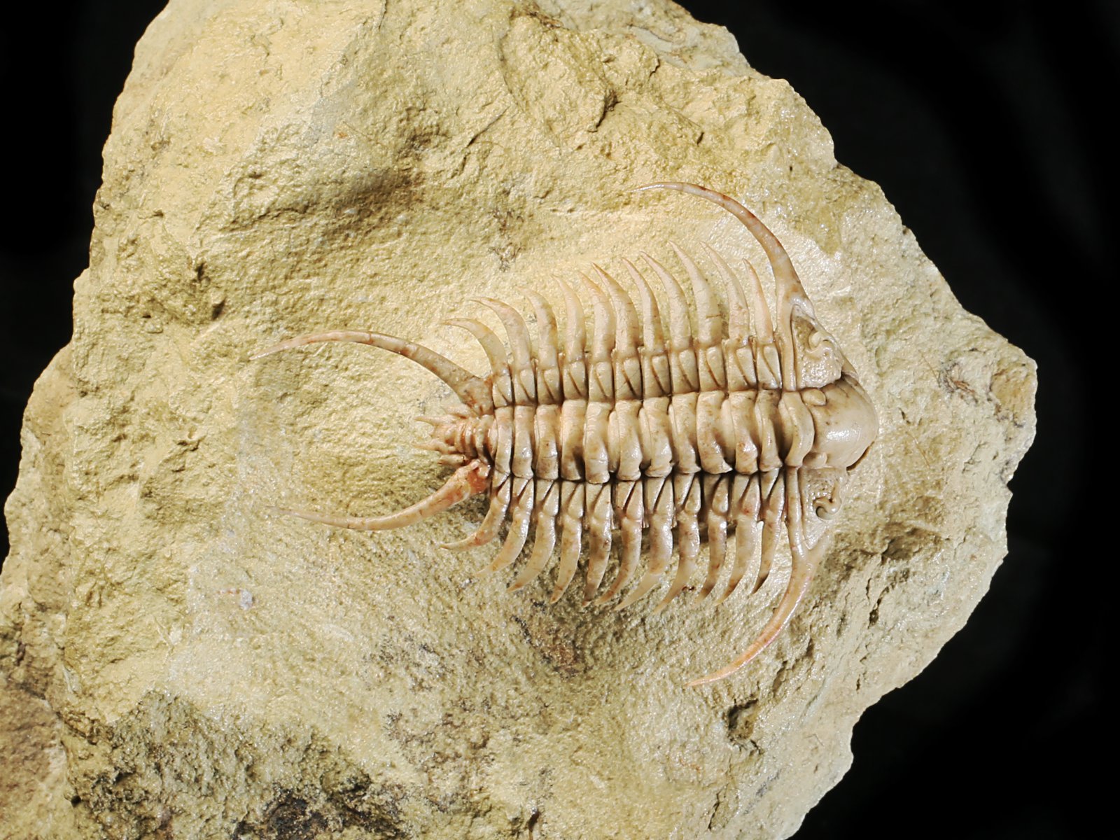 ch 10901 3 Paraceraurus sp. - undiscribed new species. - Image 4