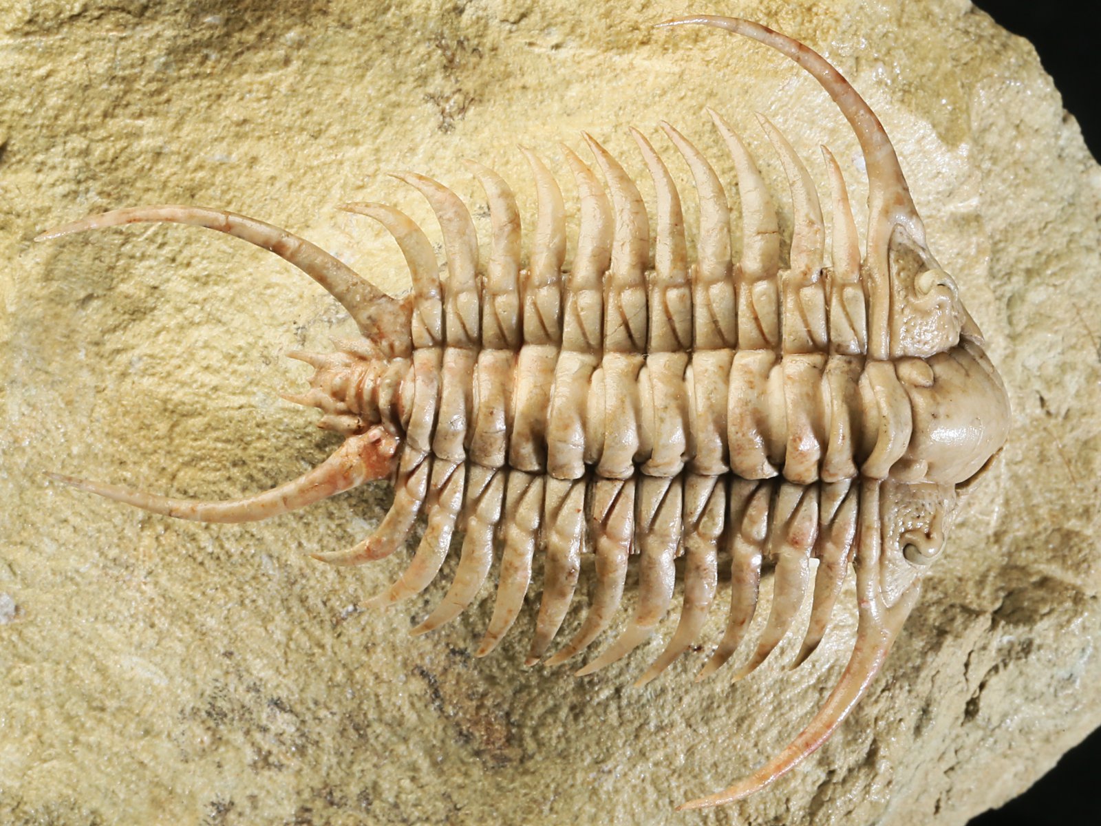 ch 10901 4 Paraceraurus sp. - undiscribed new species. - Image 5