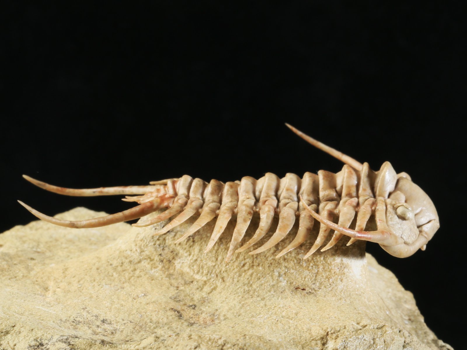 ch 10901 6 Paraceraurus sp. - undiscribed new species. - Image 7