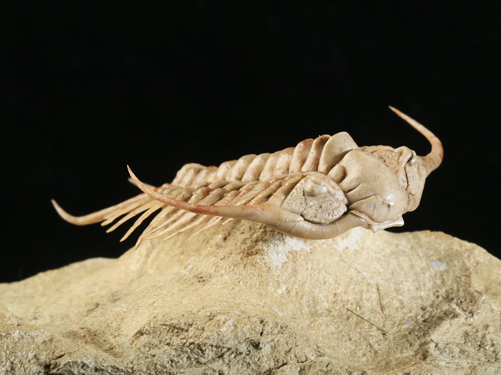 ch 10901 7 Paraceraurus sp. - undiscribed new species. - Image 8