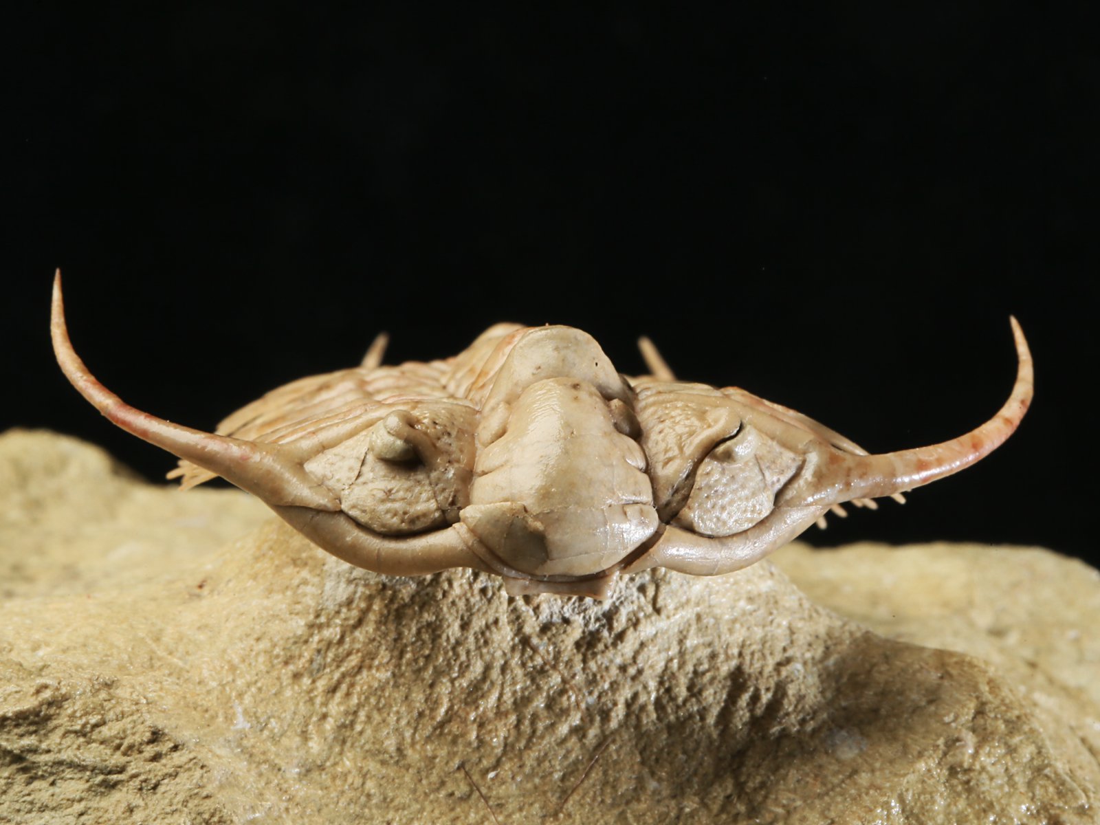 ch 10901 9 Paraceraurus sp. - undiscribed new species. - Image 10