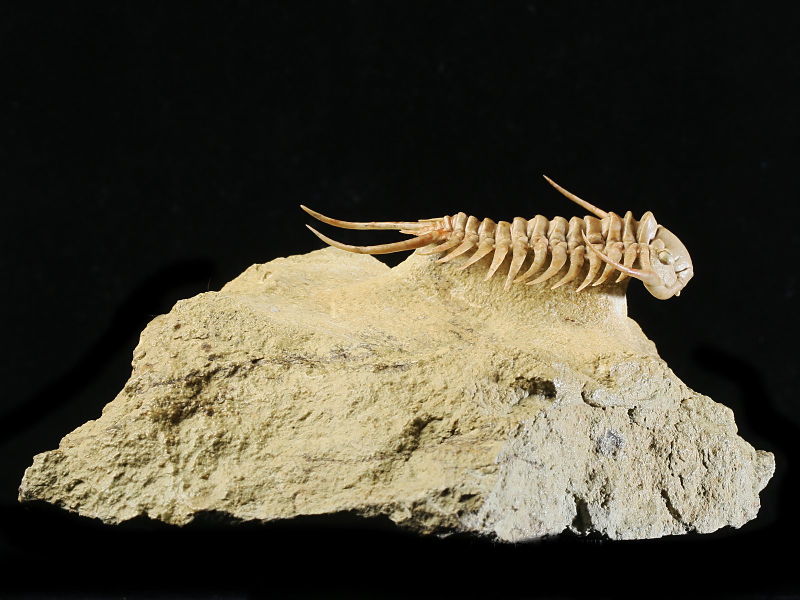 ch 10901 Paraceraurus sp. - undiscribed new species.