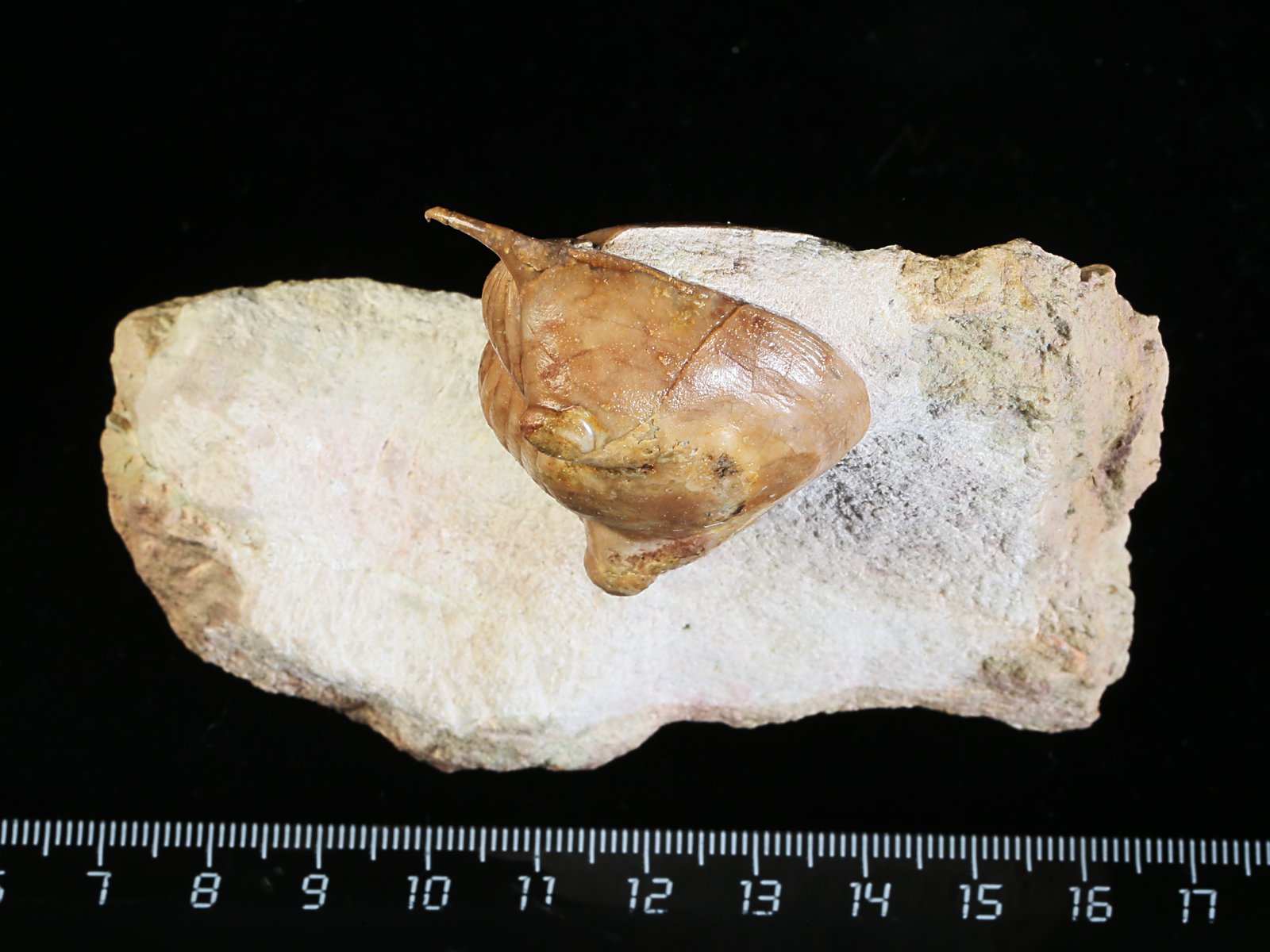 i 10891 1 Illaenus tauricornis KUTORGA 1848 - Image 2