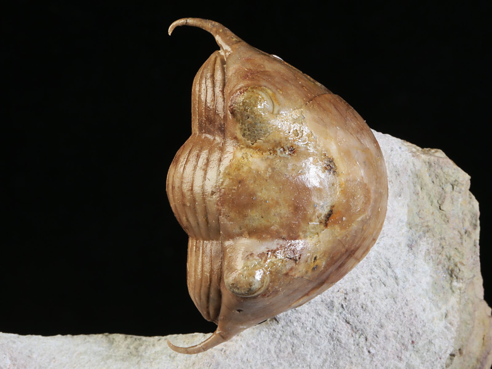 i 10891 2 Illaenus tauricornis KUTORGA 1848 - Image 3