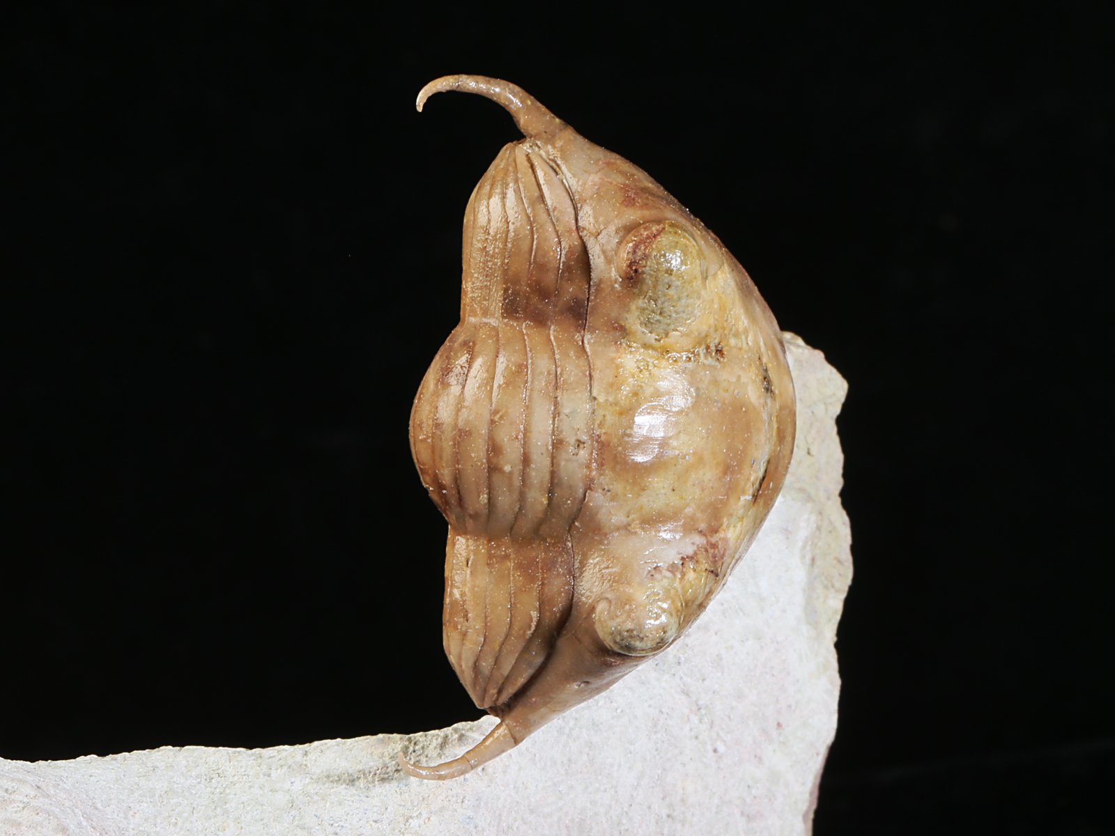 i 10891 3 Illaenus tauricornis KUTORGA 1848 - Image 4