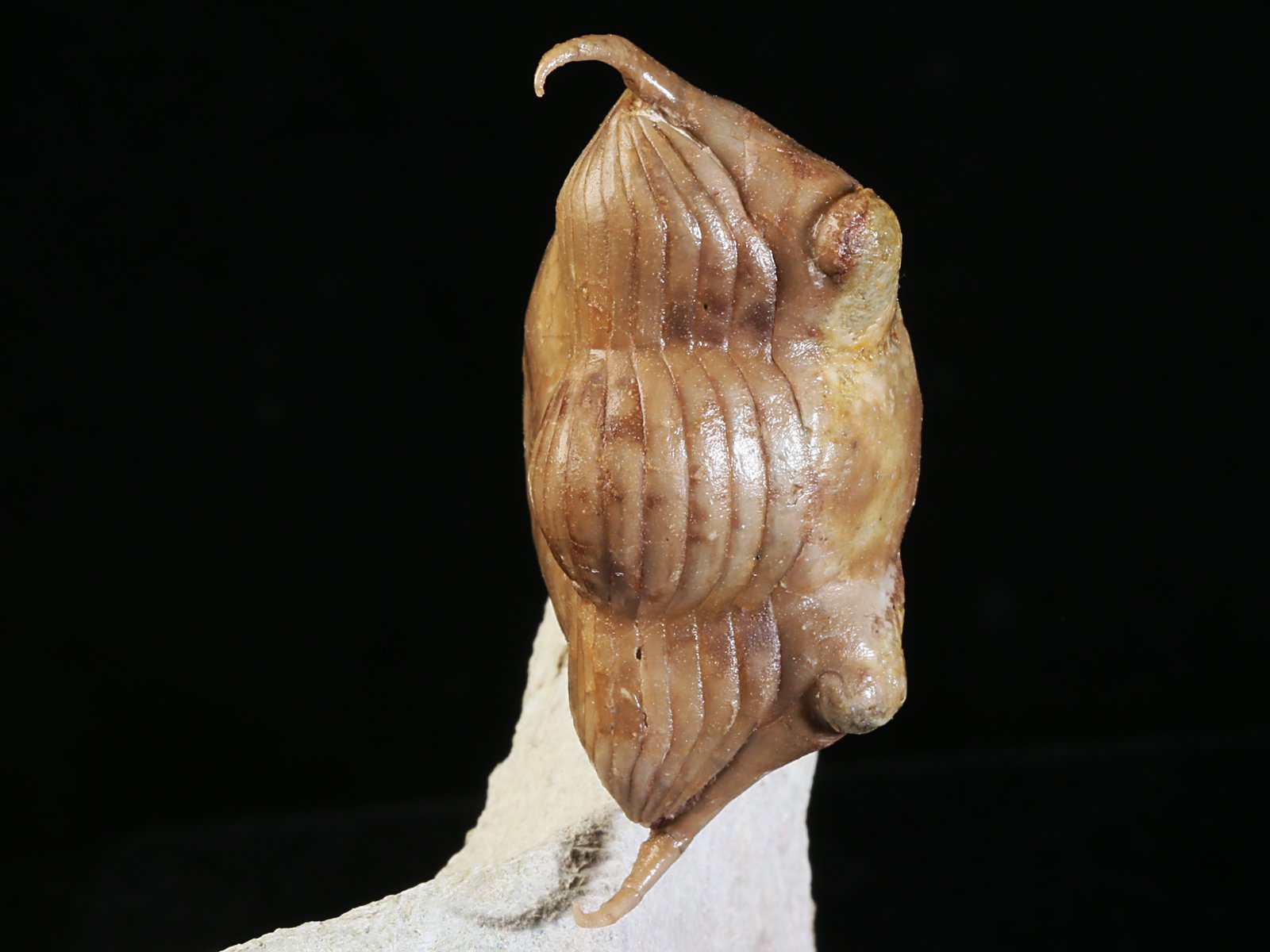 i 10891 4 Illaenus tauricornis KUTORGA 1848 - Image 5