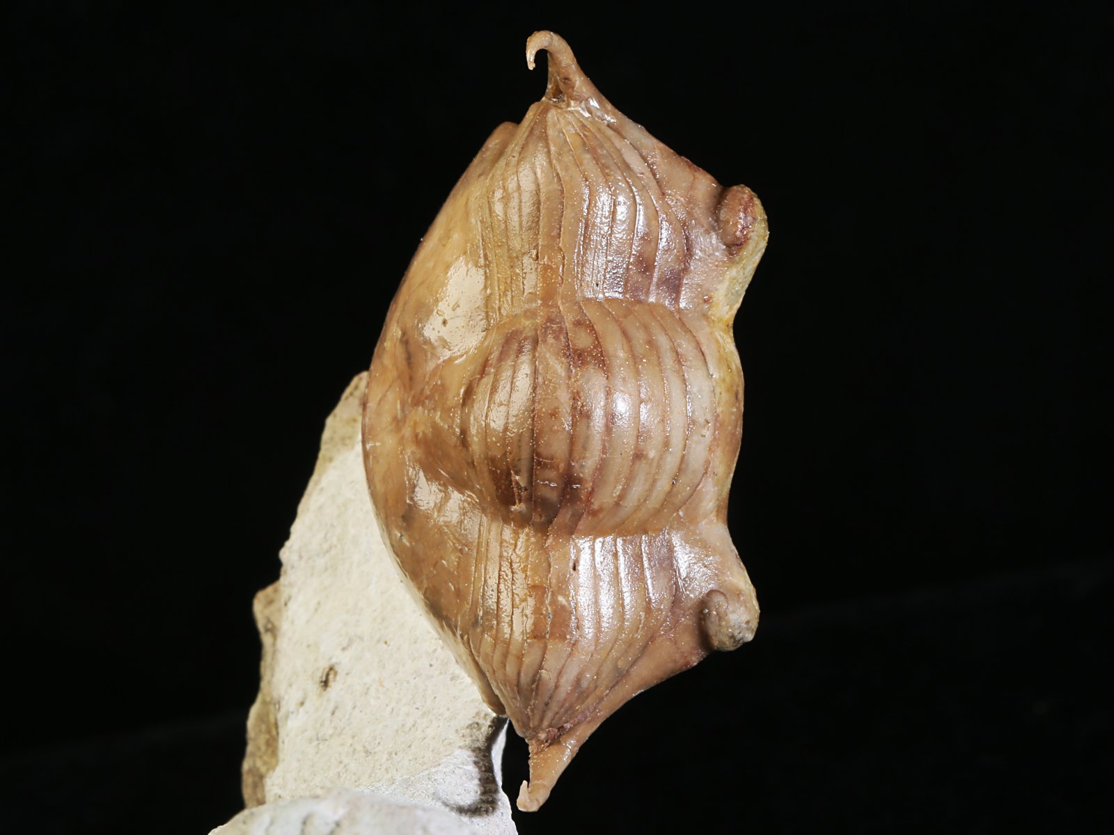 i 10891 5 Illaenus tauricornis KUTORGA 1848 - Image 6