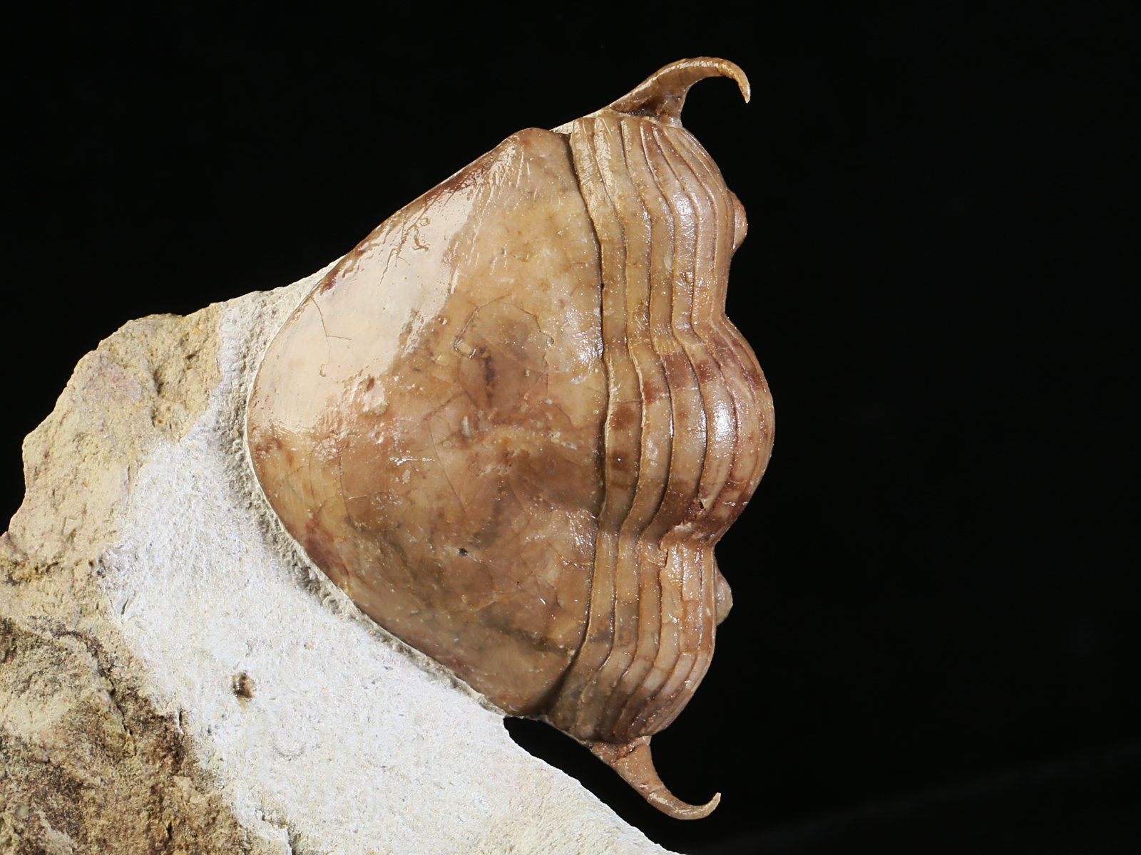 i 10891 6 Illaenus tauricornis KUTORGA 1848 - Image 7