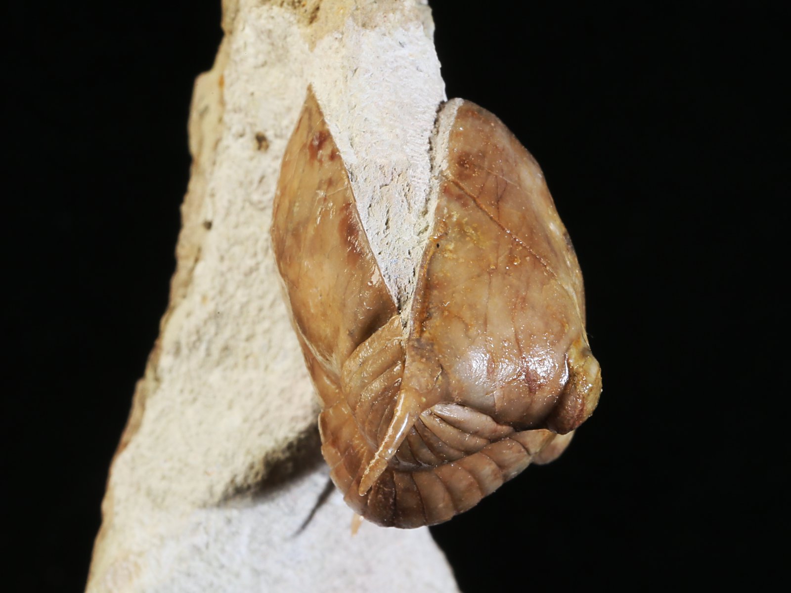 i 10891 7 Illaenus tauricornis KUTORGA 1848 - Image 8