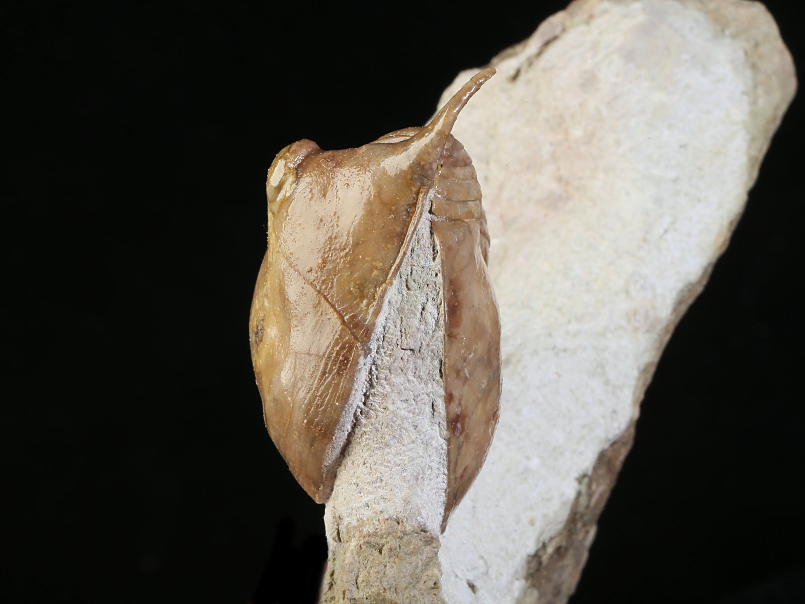 i 10891 8 Illaenus tauricornis KUTORGA 1848 - Image 9