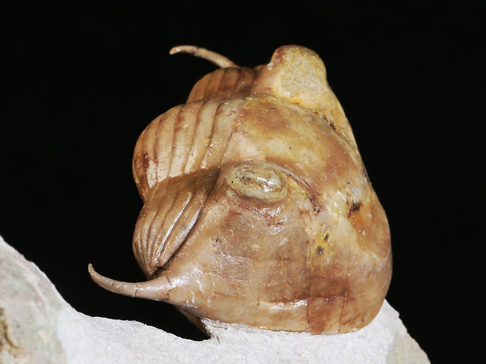 i 10891 9 Illaenus tauricornis KUTORGA 1848 - Image 10