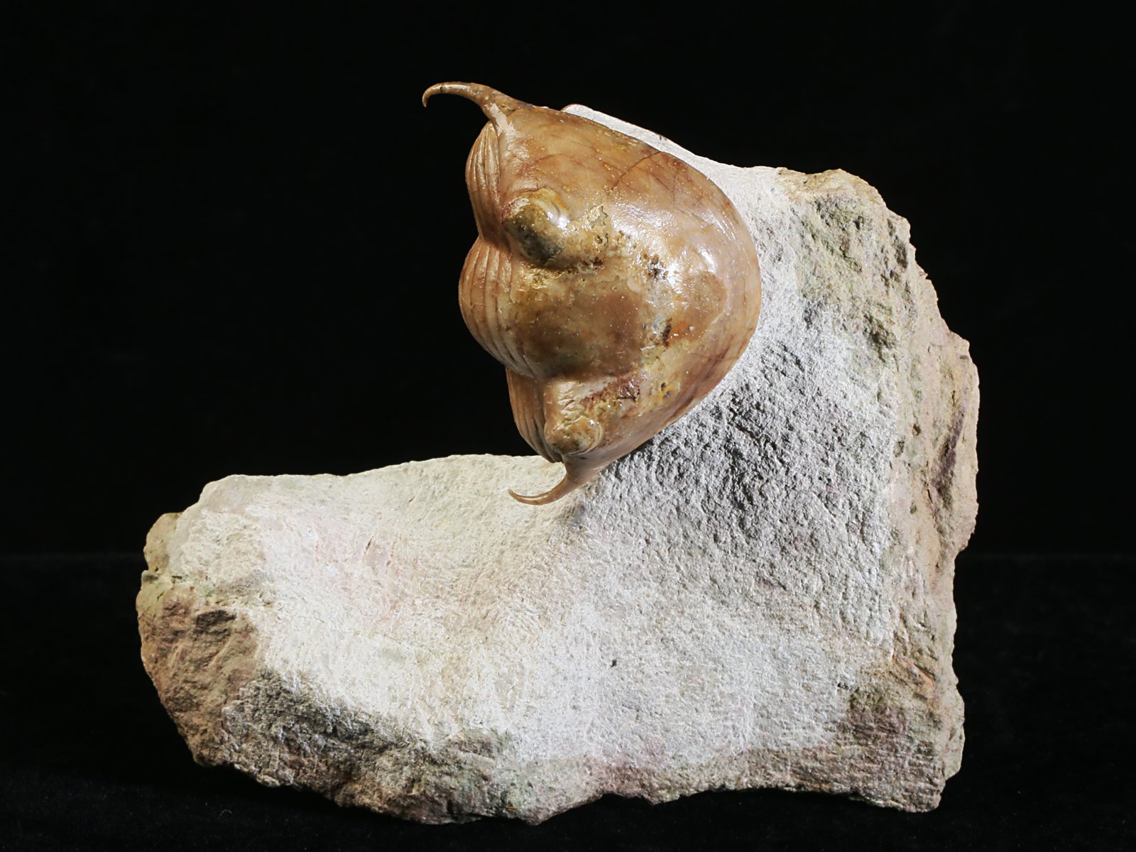 i 10891 Illaenus tauricornis KUTORGA 1848