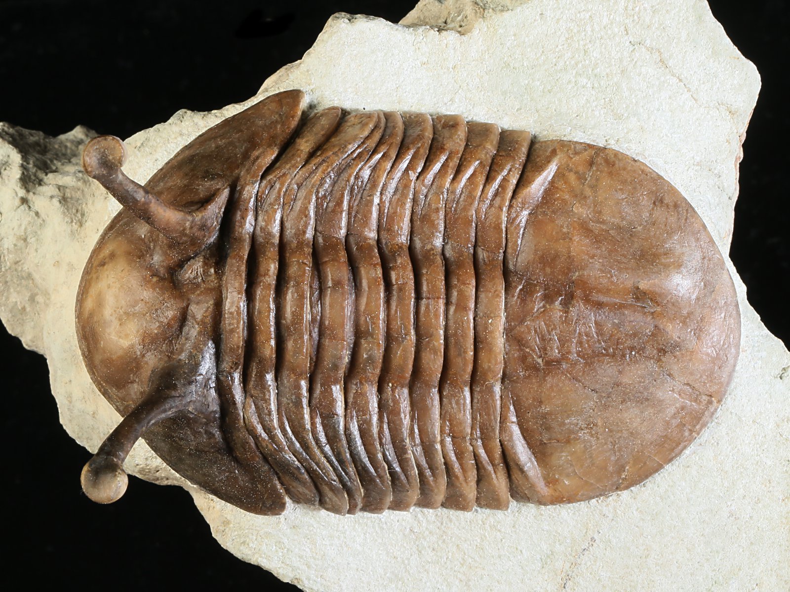 k 10875 1 Asaphus kowalewskii LAWROW 1868 - Image 2