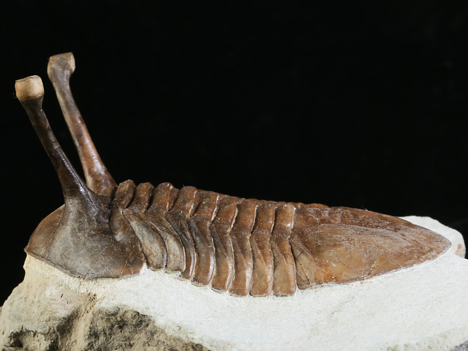 k 10875 2 Asaphus kowalewskii LAWROW 1868 - Image 3