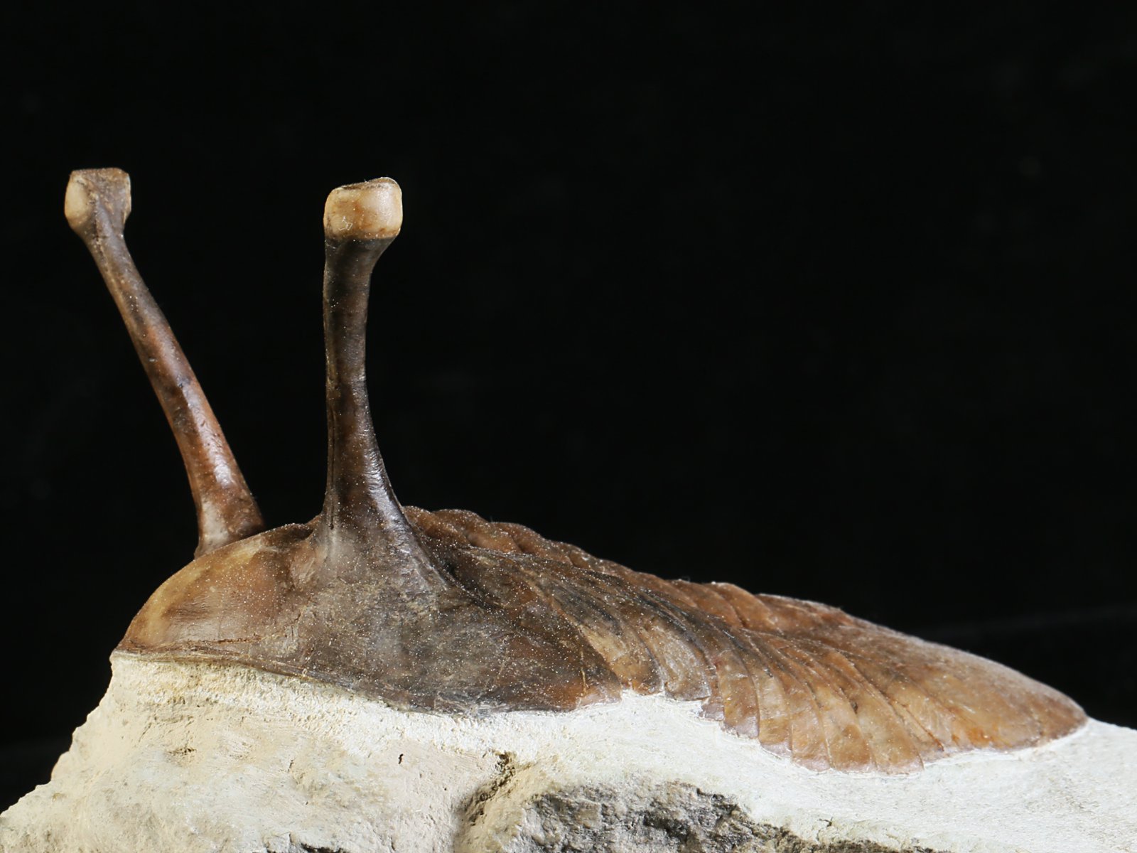 k 10875 3 Asaphus kowalewskii LAWROW 1868 - Image 4