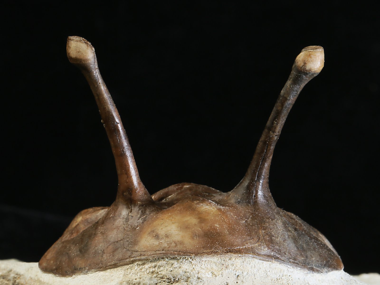 k 10875 4 Asaphus kowalewskii LAWROW 1868 - Image 5