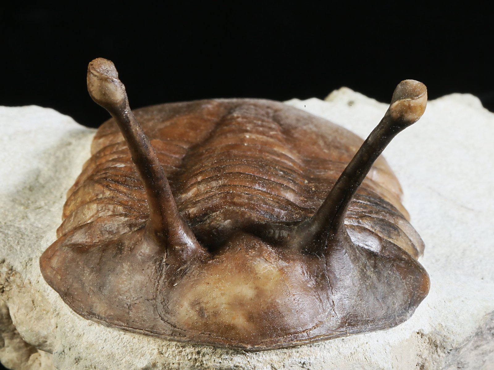 k 10875 5 Asaphus kowalewskii LAWROW 1868 - Image 6