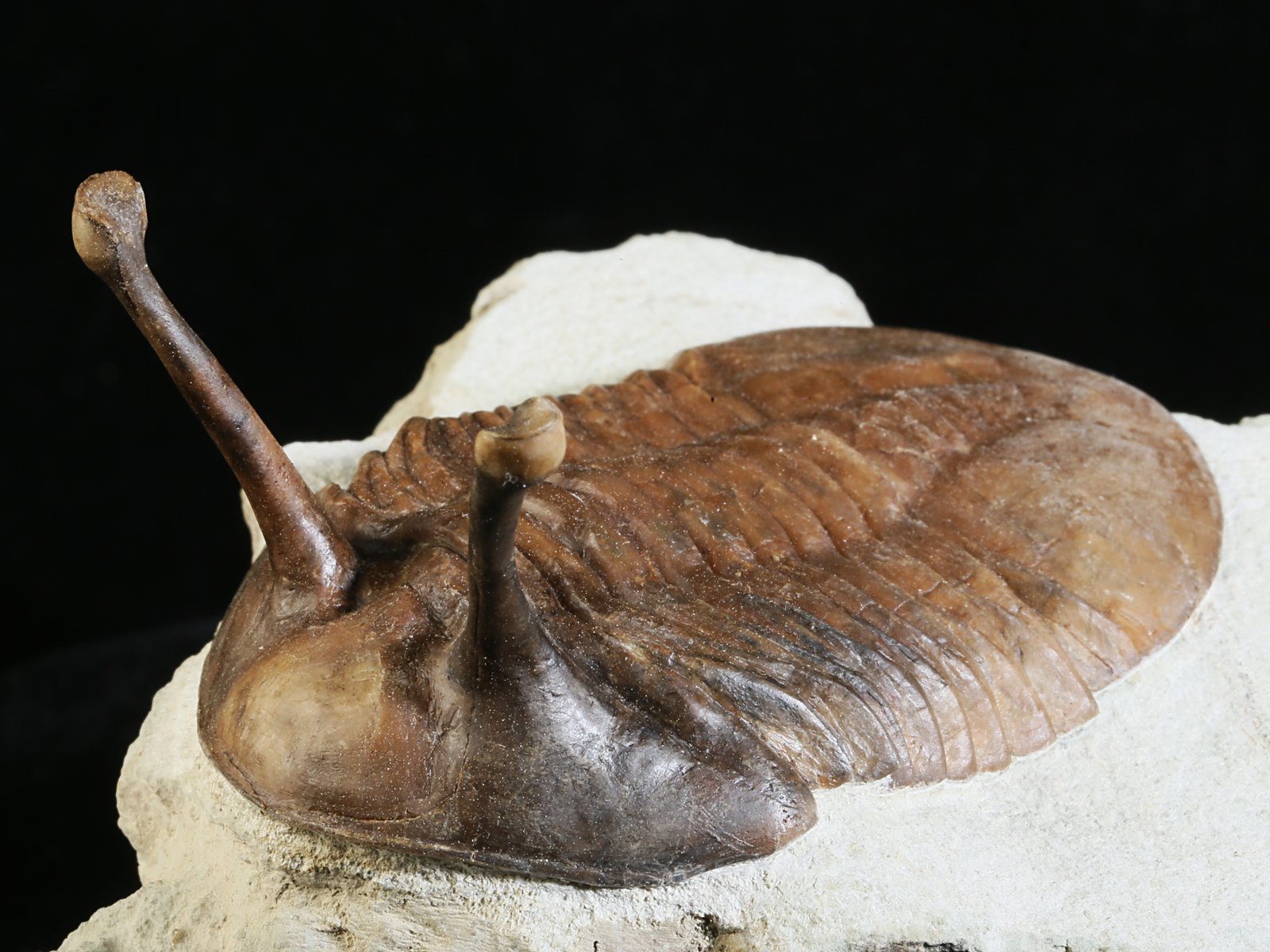 k 10875 6 Asaphus kowalewskii LAWROW 1868 - Image 7