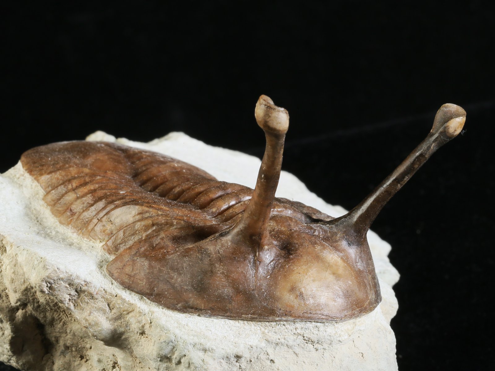 k 10875 7 Asaphus kowalewskii LAWROW 1868 - Image 8