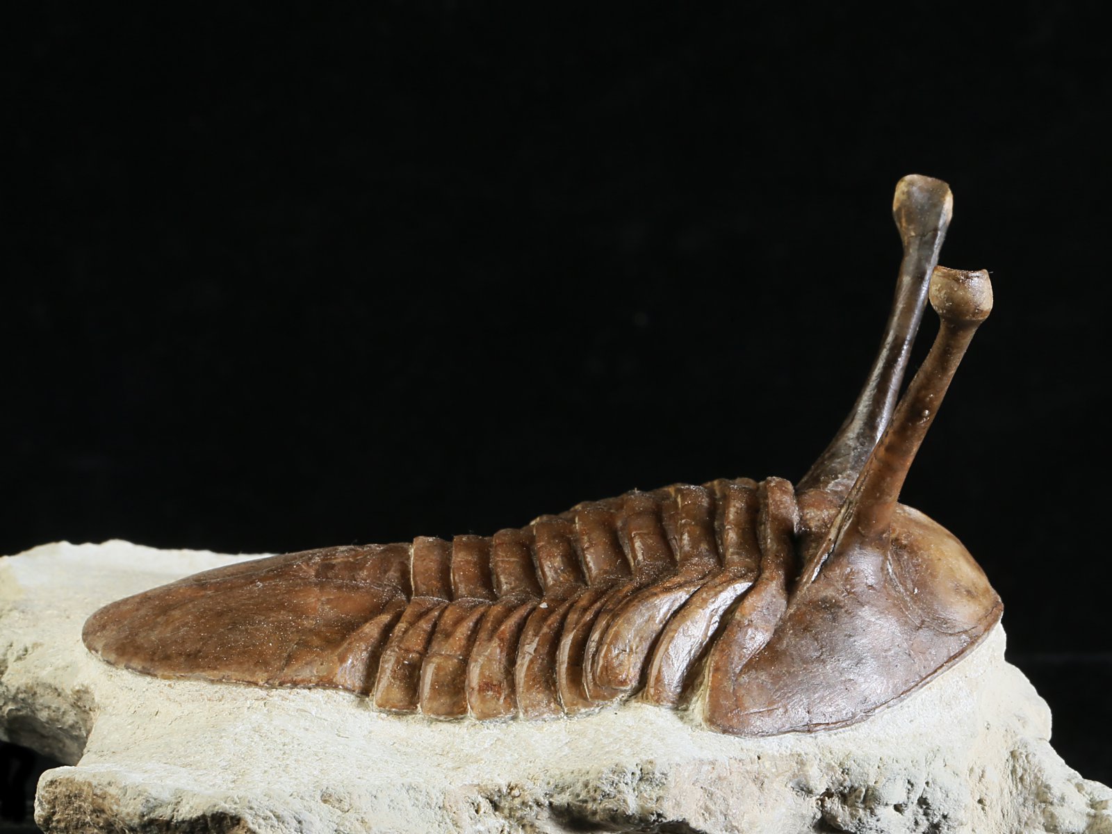 k 10875 8 Asaphus kowalewskii LAWROW 1868 - Image 9