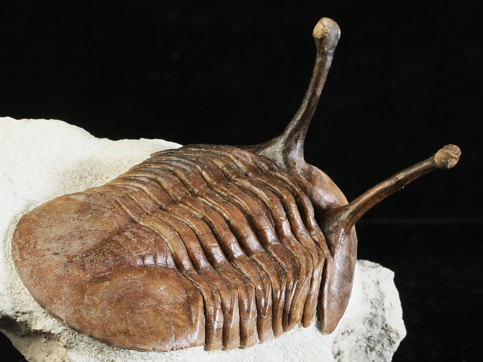 k 10875 9 Asaphus kowalewskii LAWROW 1868 - Image 10