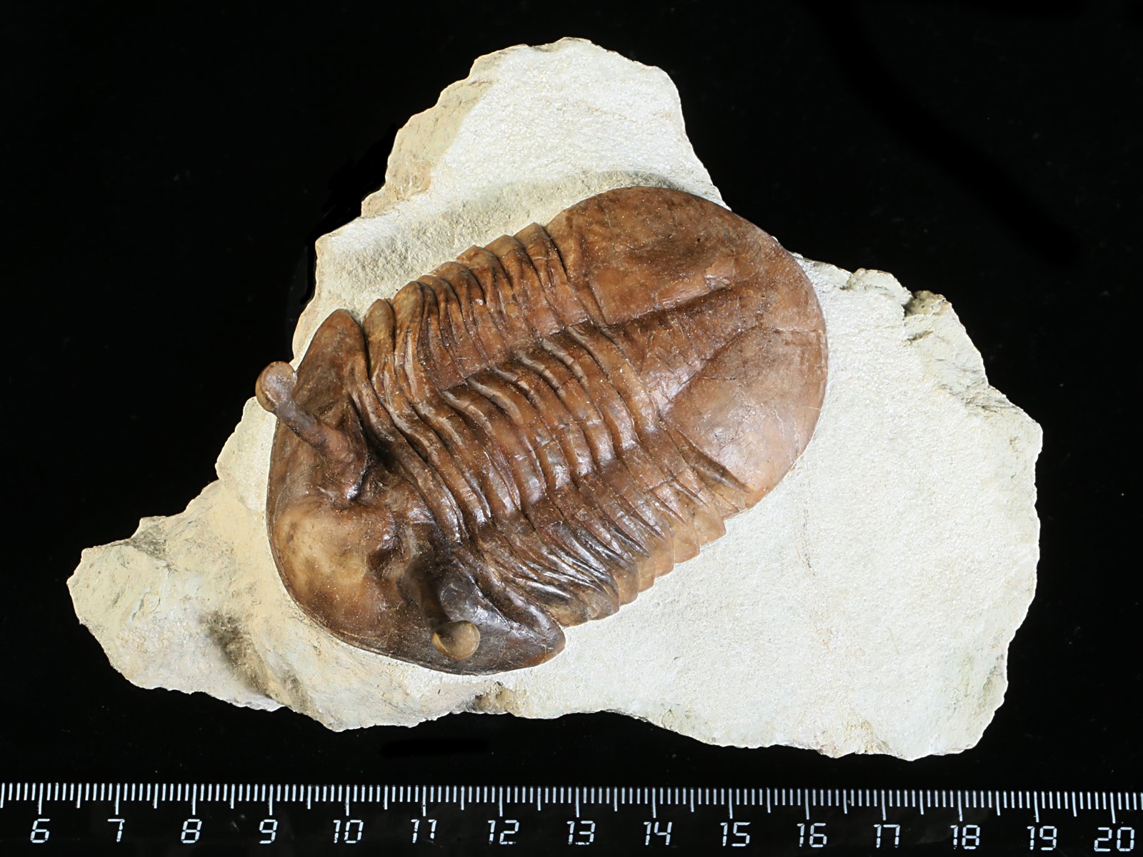 k 10875 Asaphus kowalewskii LAWROW 1868