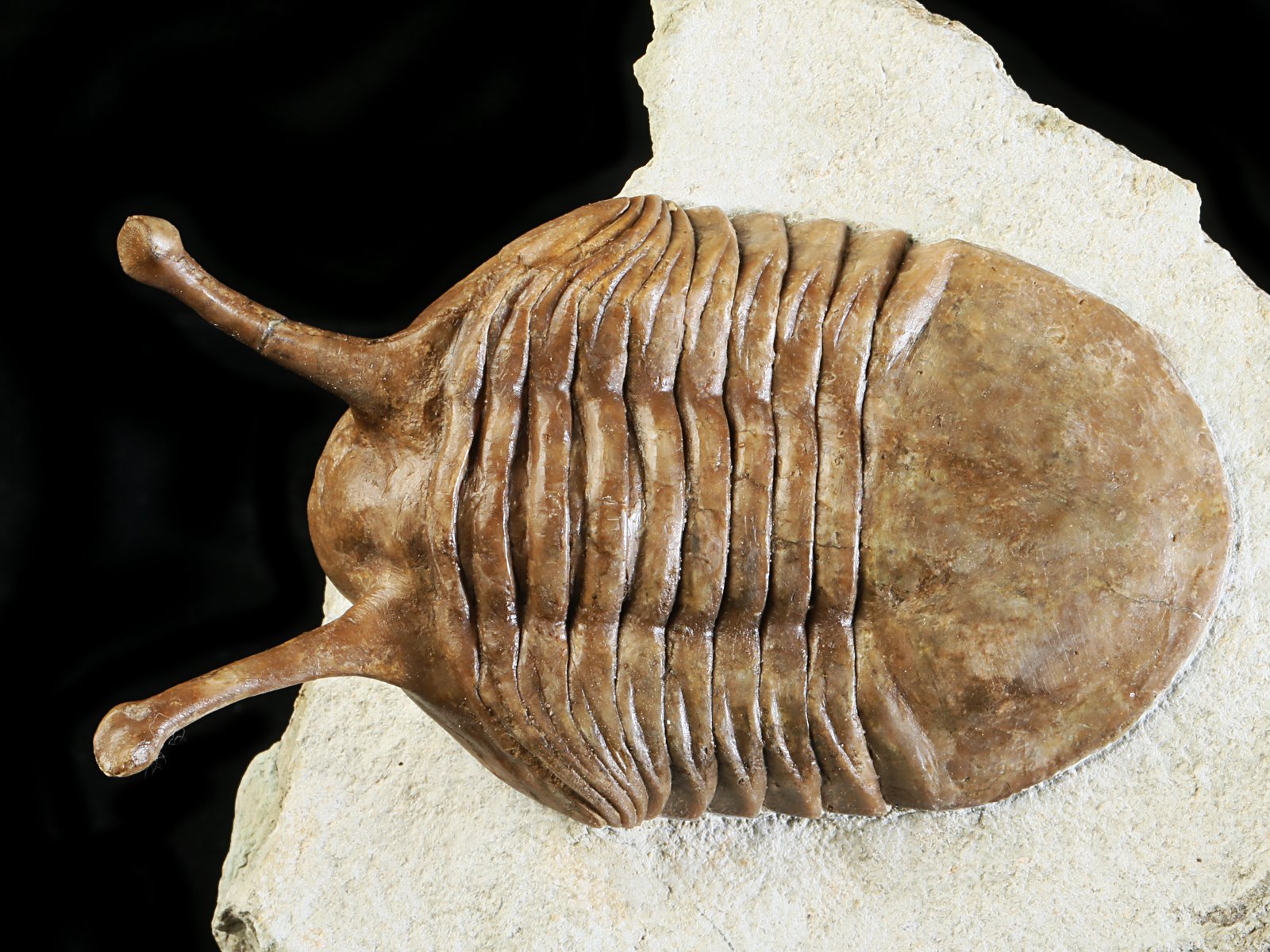 k 10876 1 Asaphus kowalewskii LAWROW 1868 - Image 2