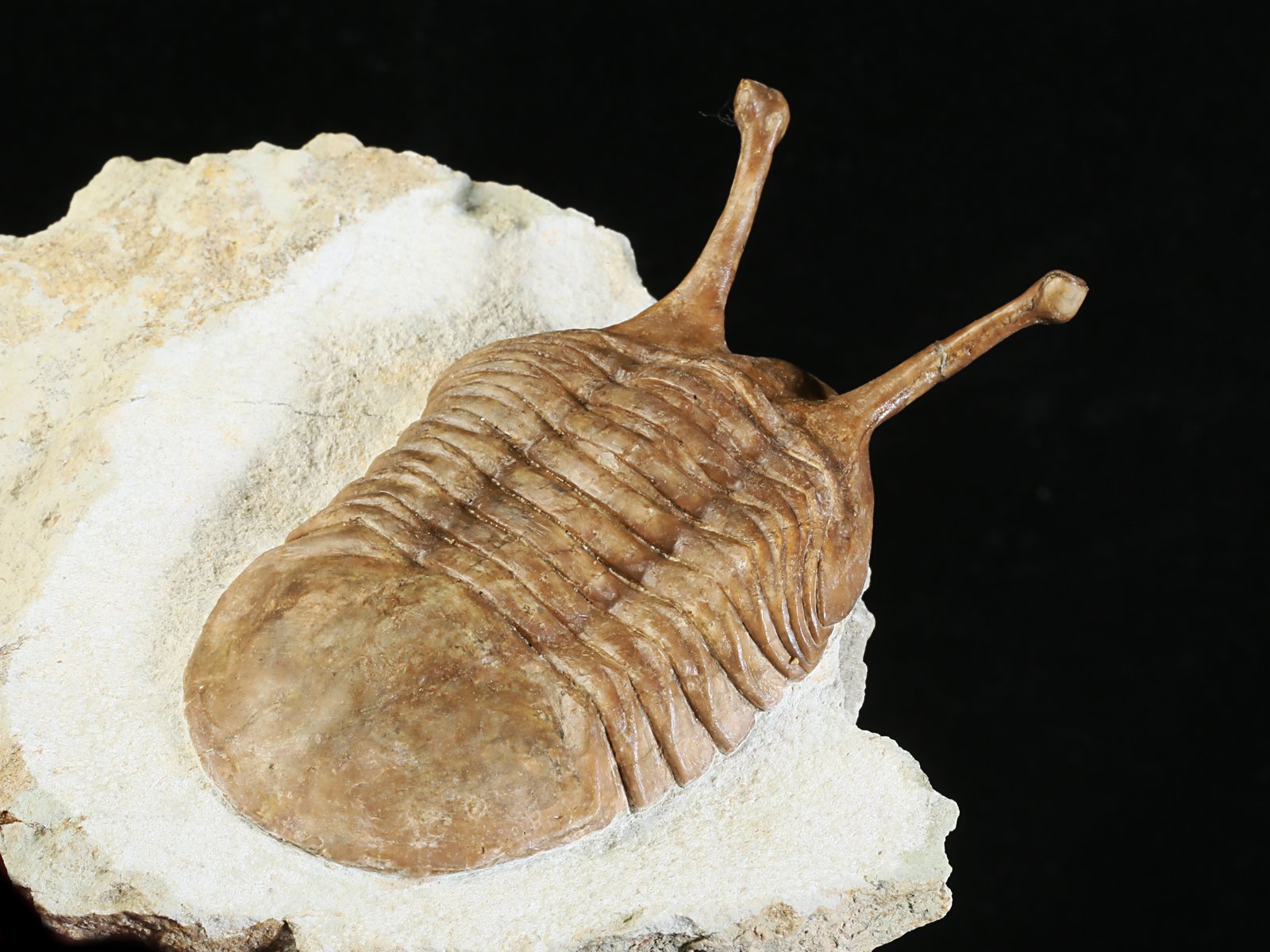 k 10876 10 Asaphus kowalewskii LAWROW 1868 - Image 11