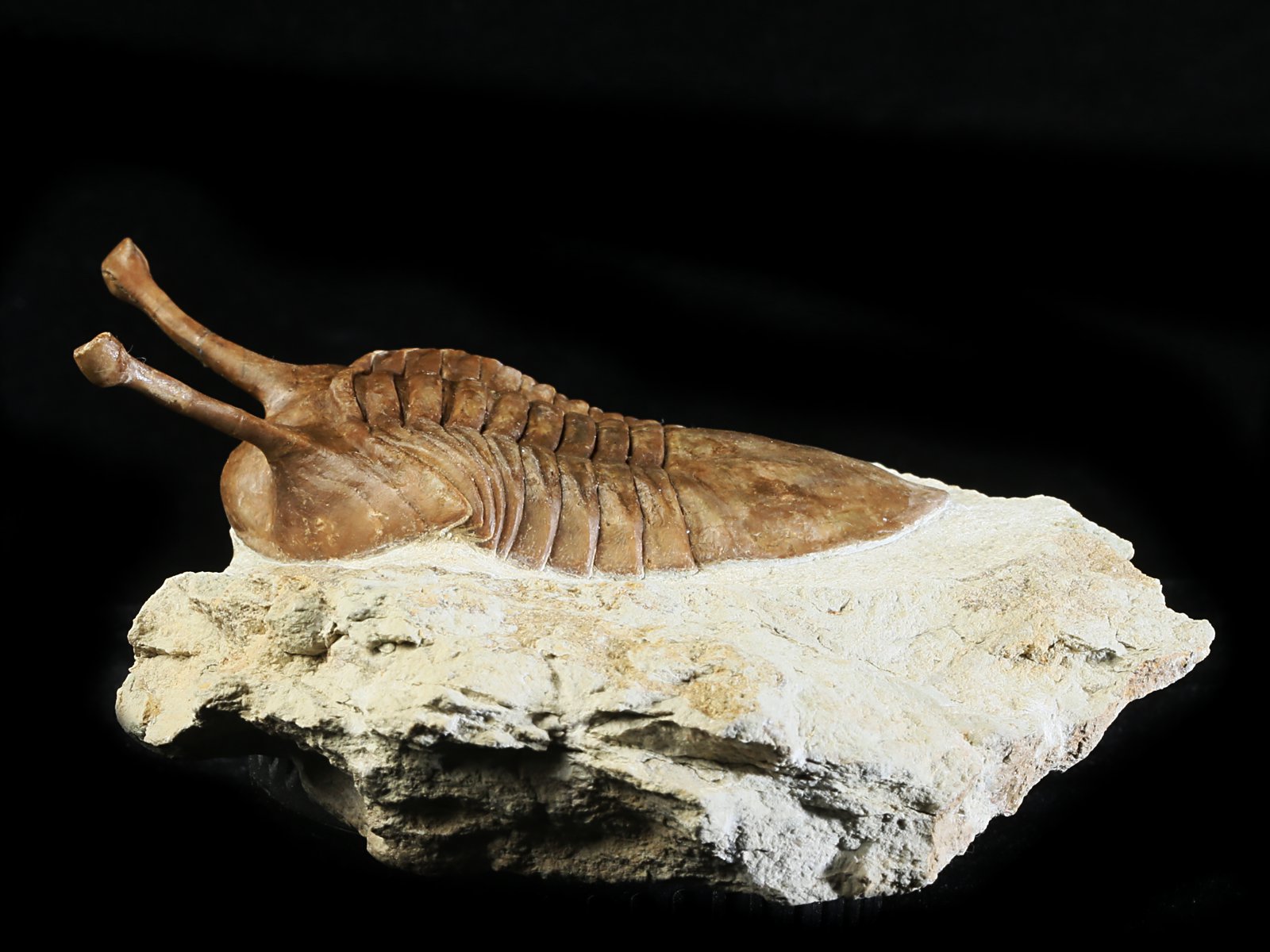 k 10876 2 Asaphus kowalewskii LAWROW 1868 - Image 3