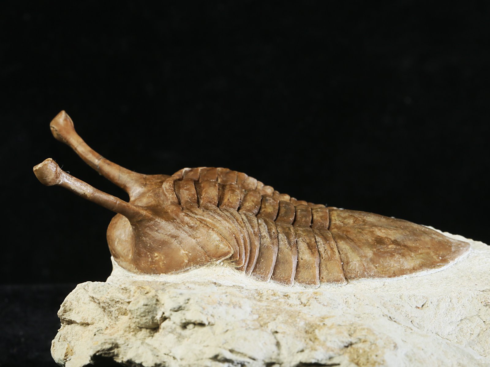 k 10876 3 Asaphus kowalewskii LAWROW 1868 - Image 4