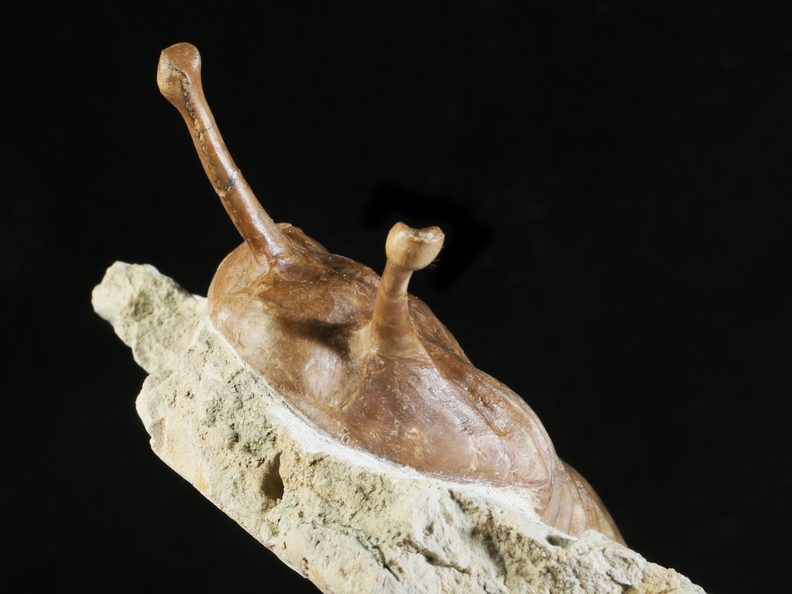 k 10876 4 Asaphus kowalewskii LAWROW 1868 - Image 5