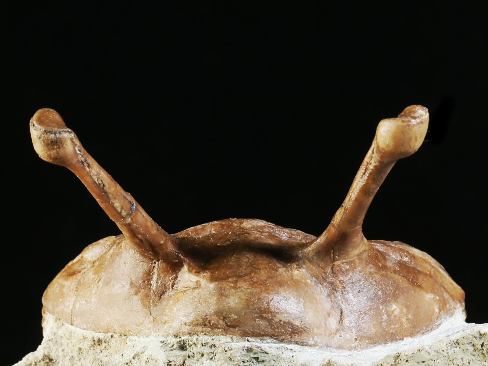 k 10876 5 Asaphus kowalewskii LAWROW 1868 - Image 6