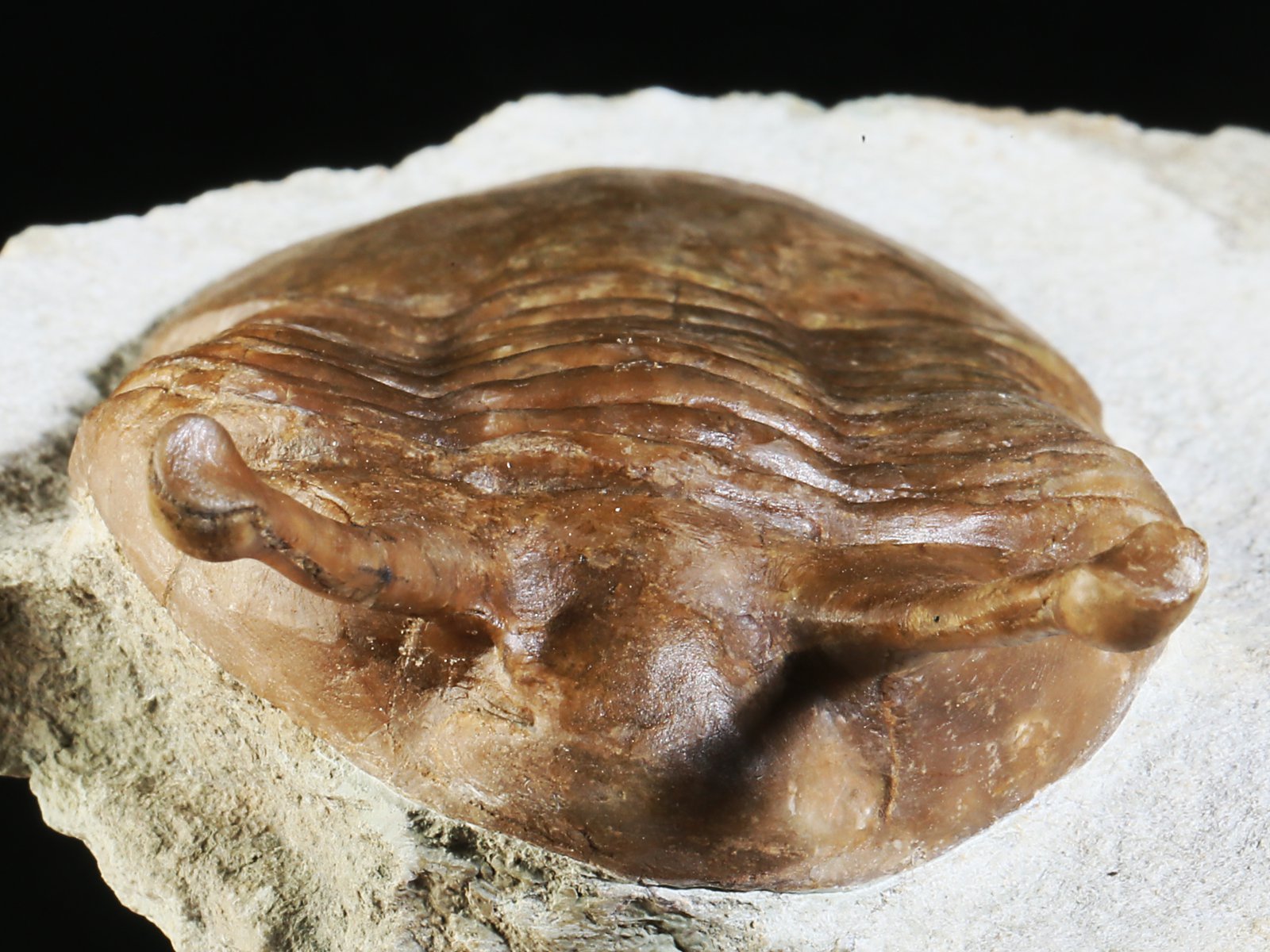 k 10876 6 Asaphus kowalewskii LAWROW 1868 - Image 7