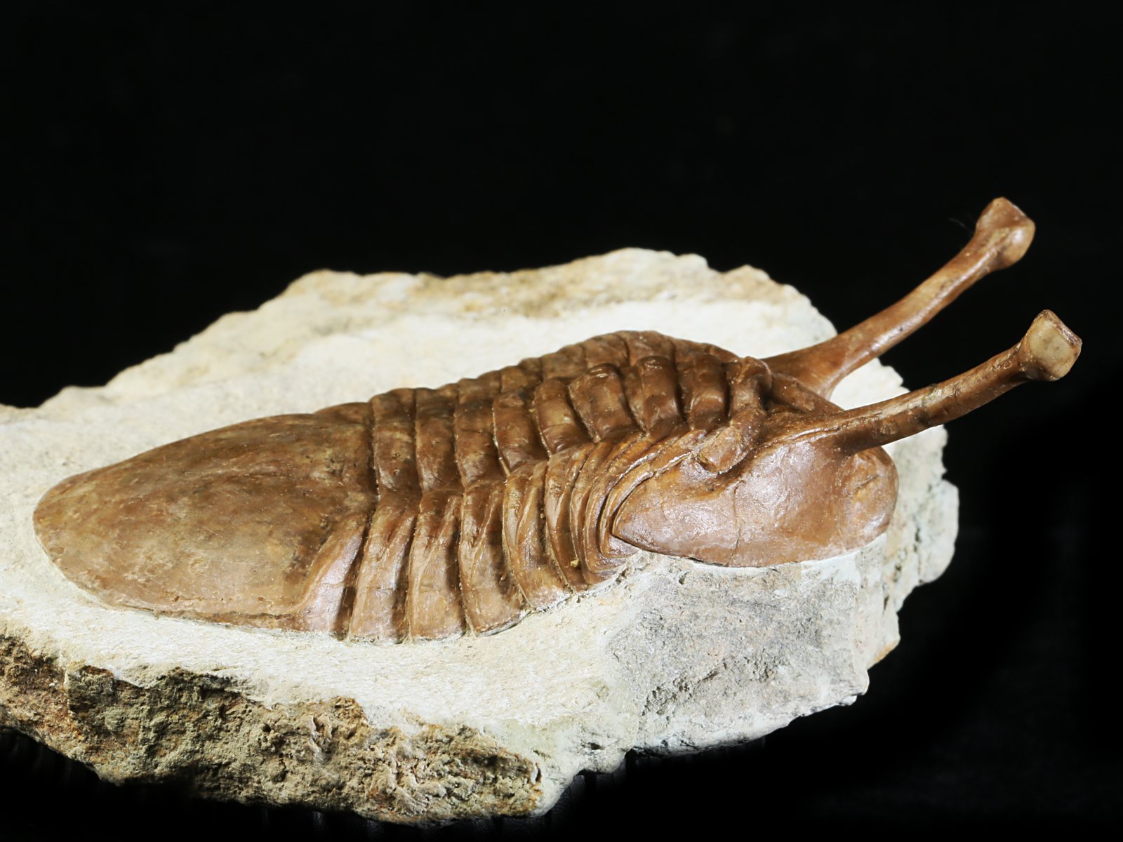 k 10876 8 Asaphus kowalewskii LAWROW 1868 - Image 9