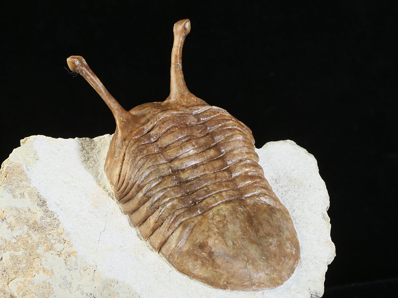 k 10876 9 Asaphus kowalewskii LAWROW 1868 - Image 10