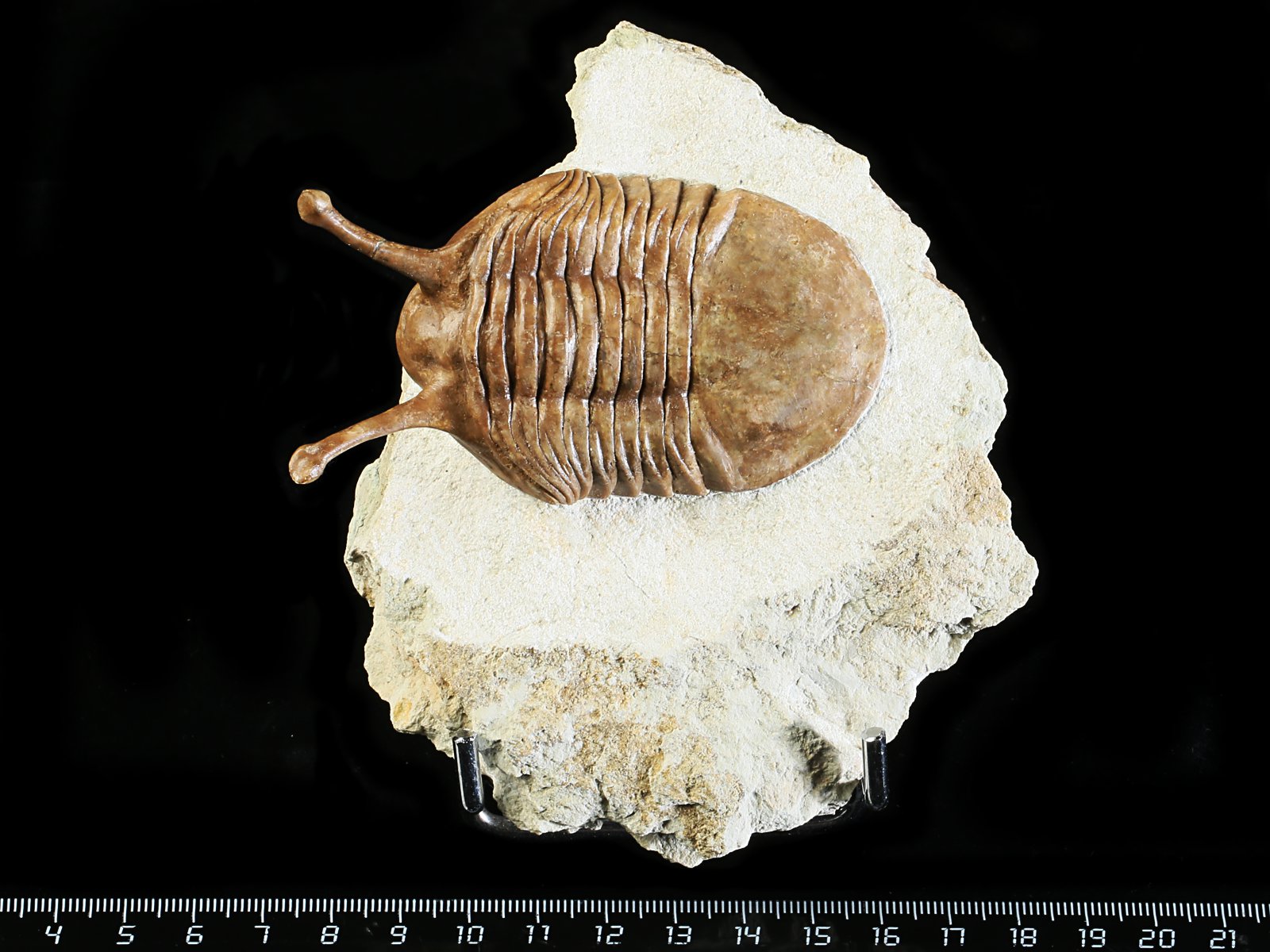 k 10876 Asaphus kowalewskii LAWROW 1868