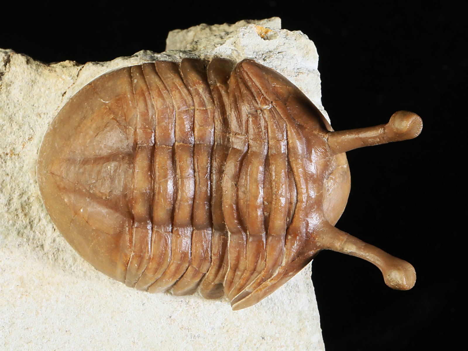 k 10877 1 Asaphus kowalewskii LAWROW 1868 - Image 2