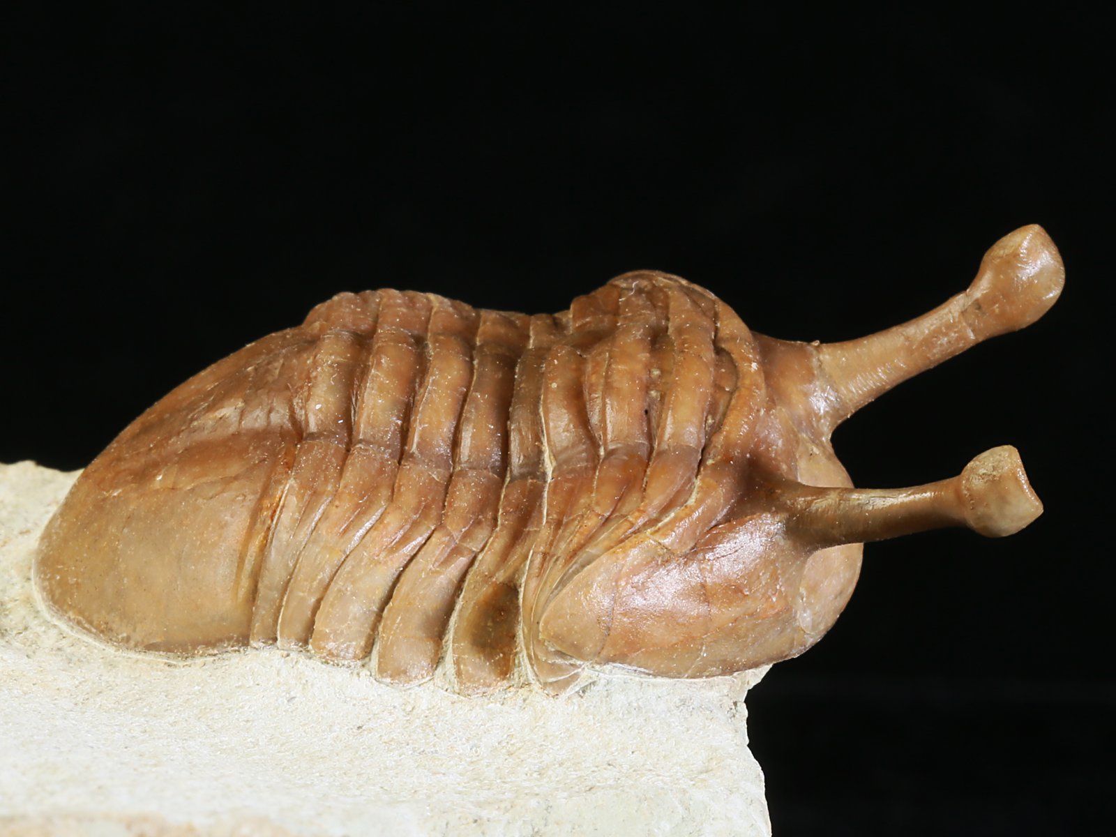 k 10877 2 Asaphus kowalewskii LAWROW 1868 - Image 3