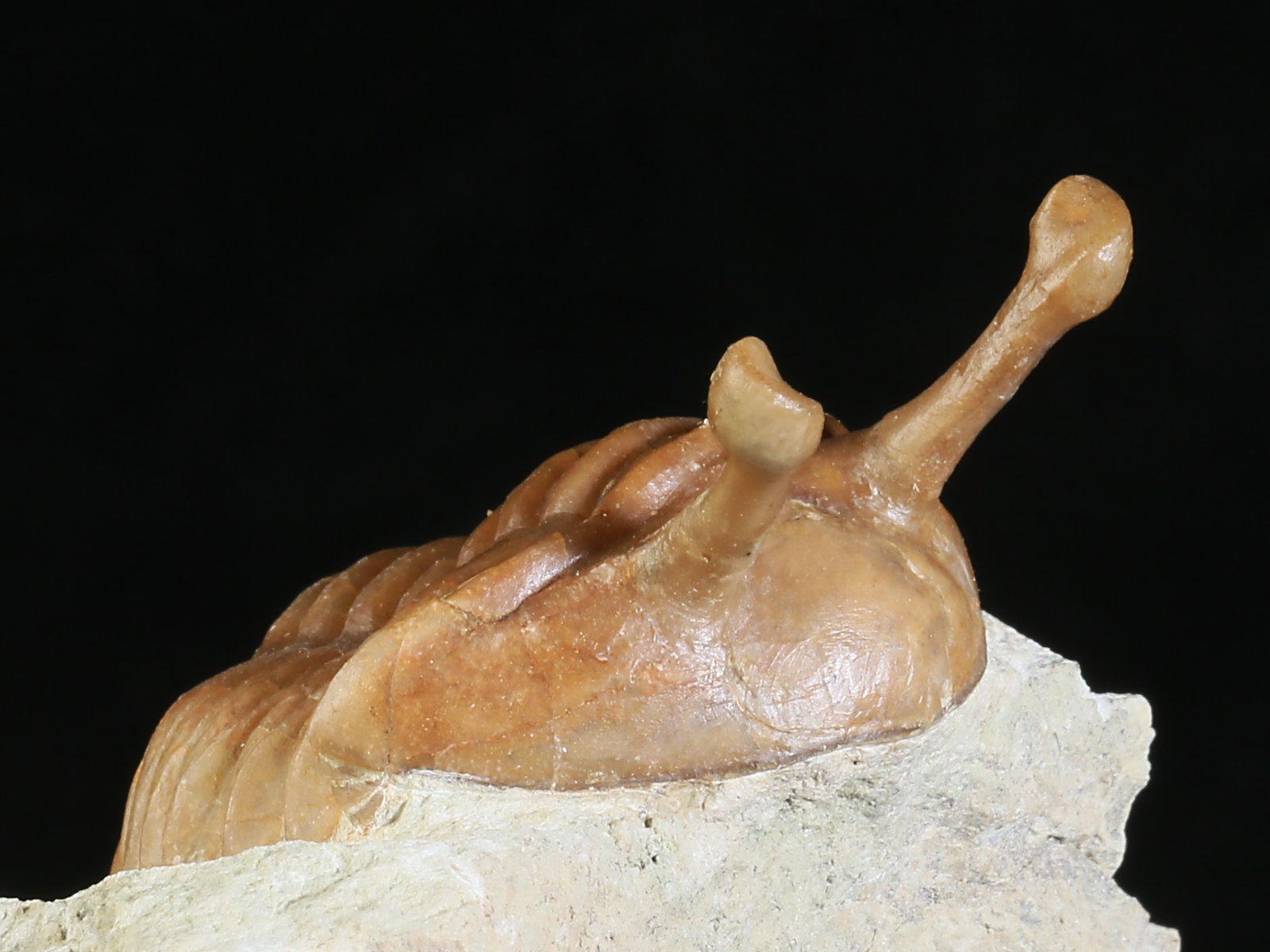 k 10877 3 Asaphus kowalewskii LAWROW 1868 - Image 4