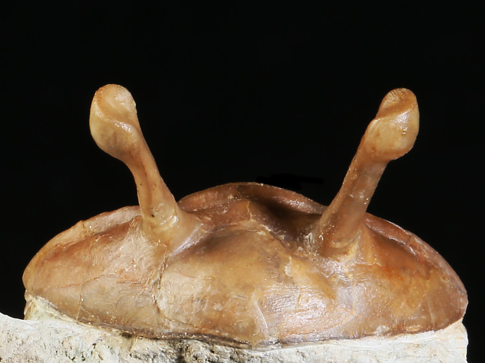 k 10877 4 Asaphus kowalewskii LAWROW 1868 - Image 5