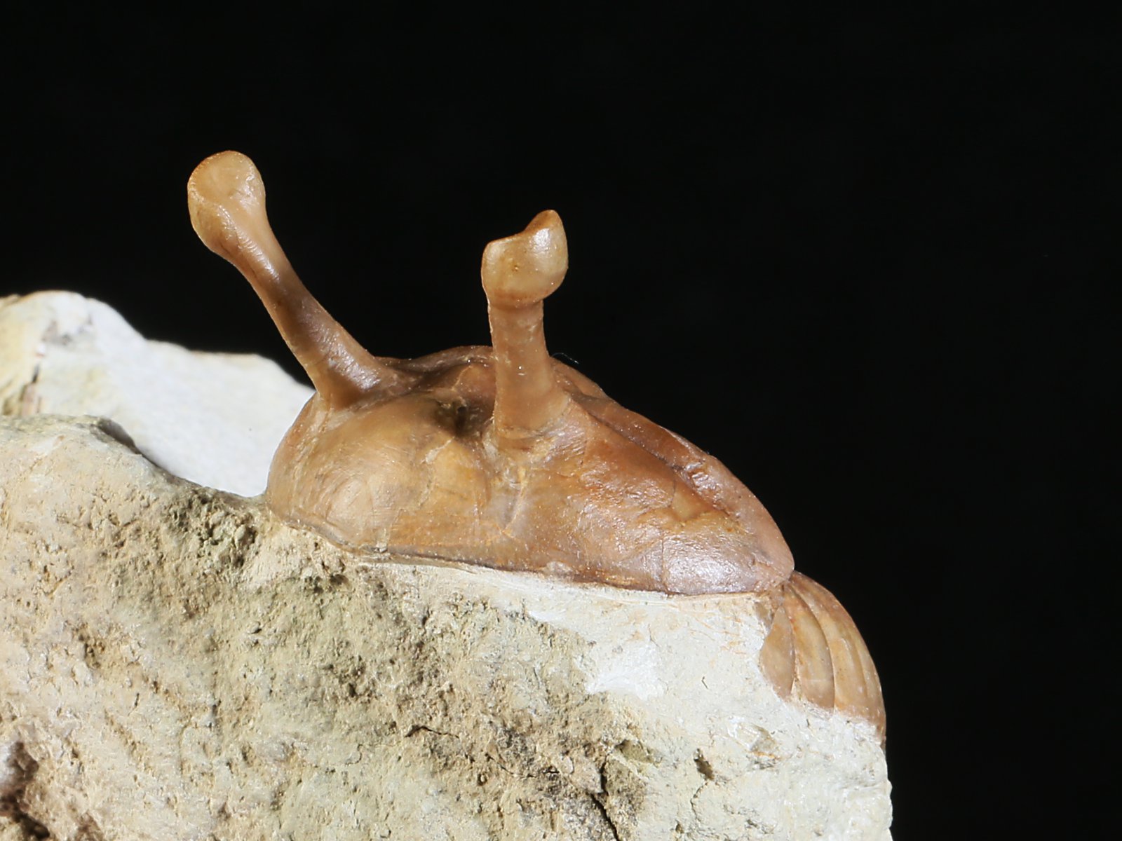 k 10877 5 Asaphus kowalewskii LAWROW 1868 - Image 6