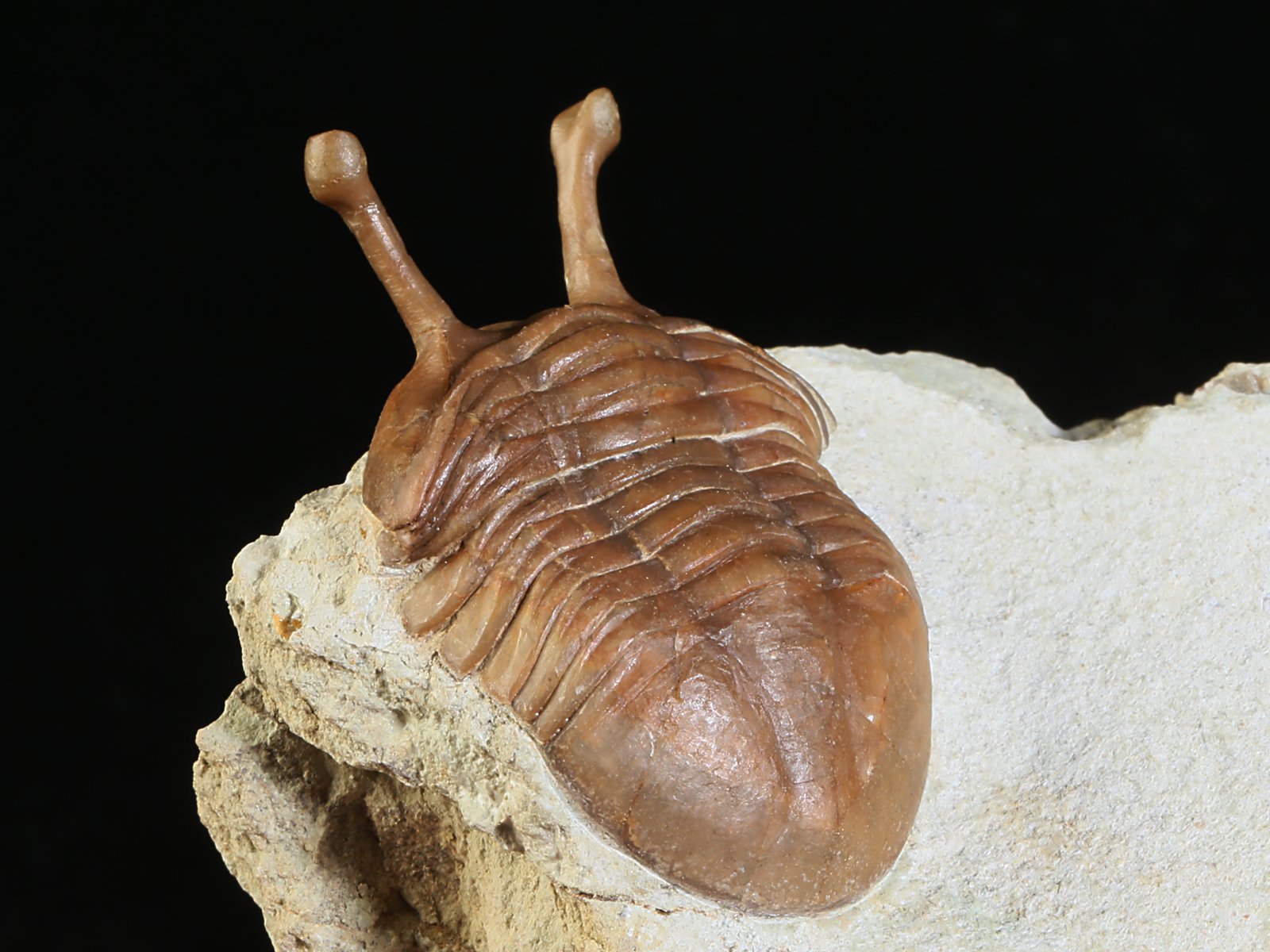 k 10877 7 Asaphus kowalewskii LAWROW 1868 - Image 8